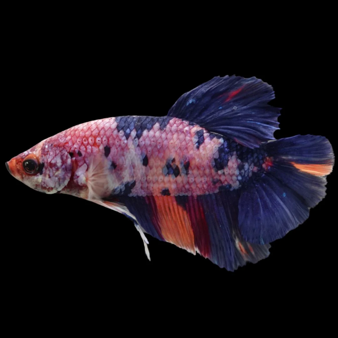 Rare Giant Multicolors Betta Fish (Male)