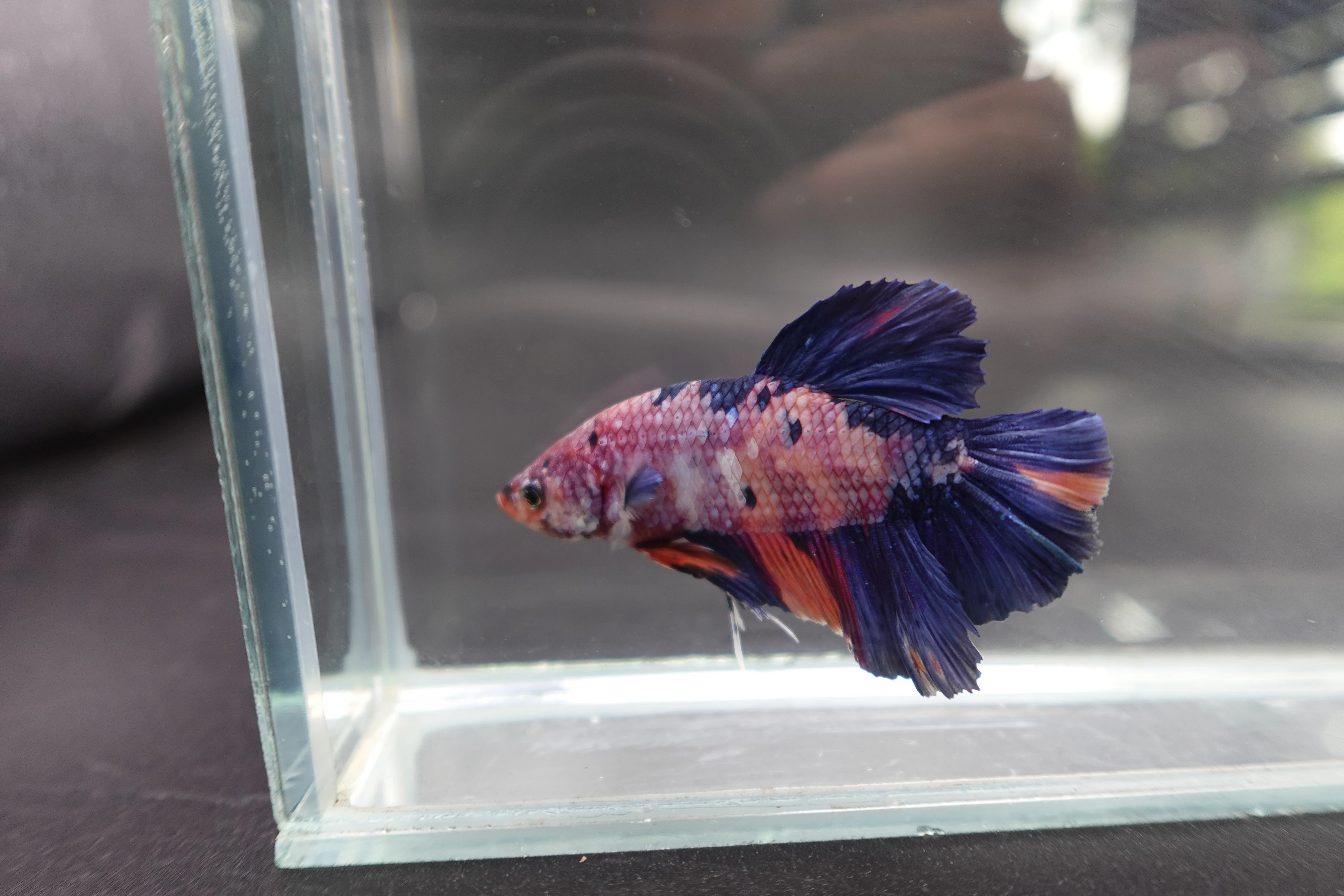 Rare Giant Multicolors Betta Fish (Male) - Image 2