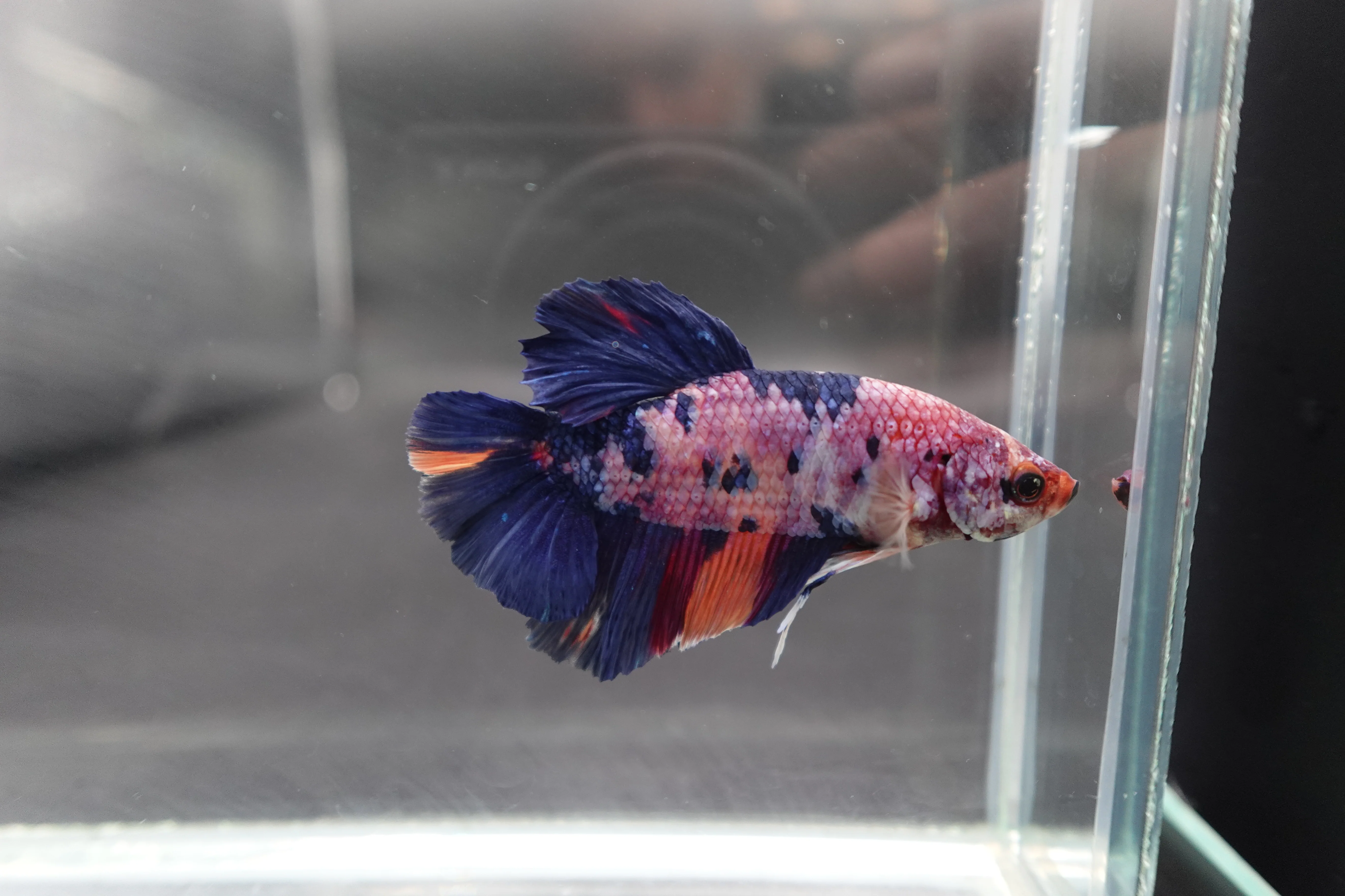 Rare Giant Multicolors Betta Fish (Male) - Image 3