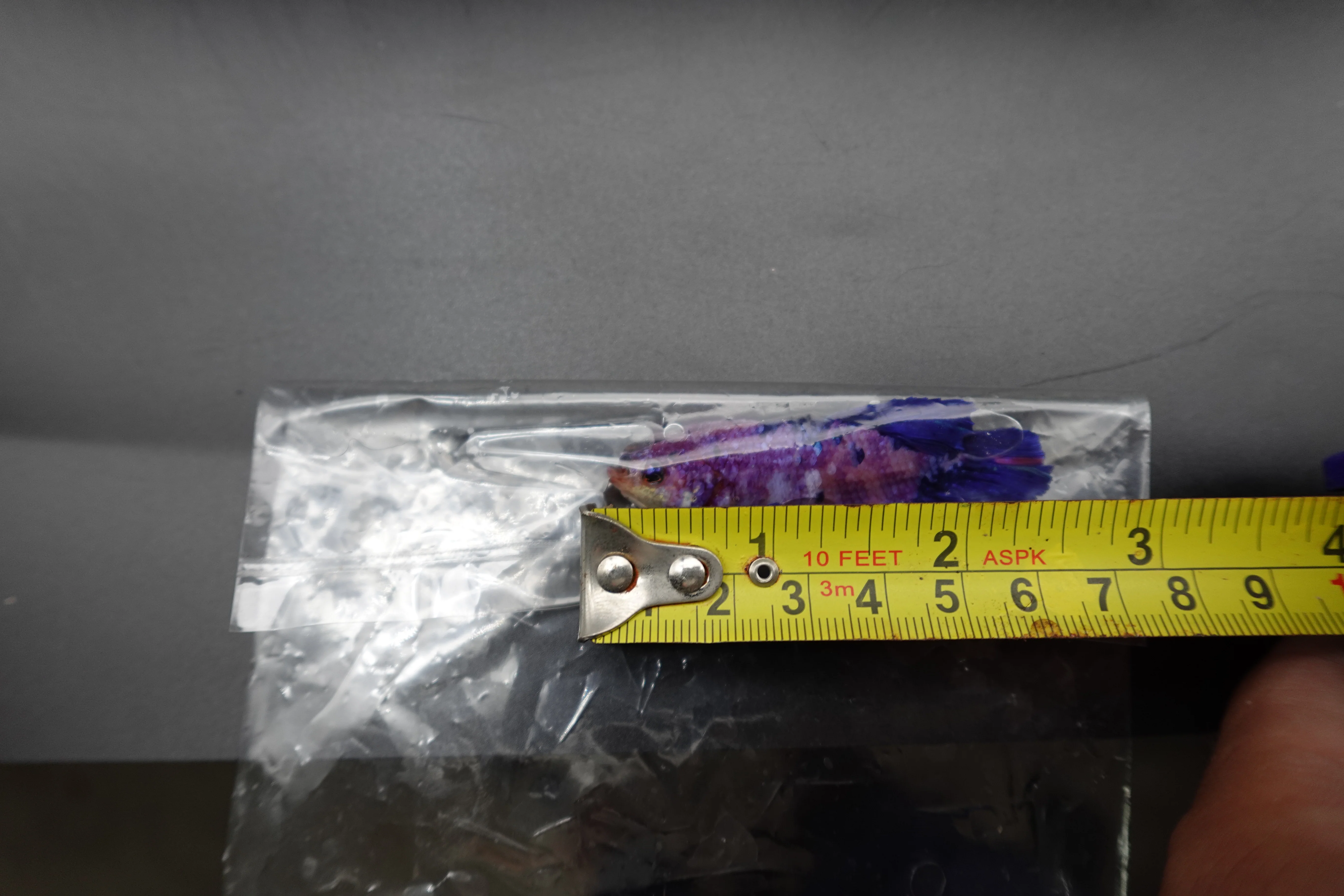 Rare Giant Multicolors Betta Fish (Male) - Image 4