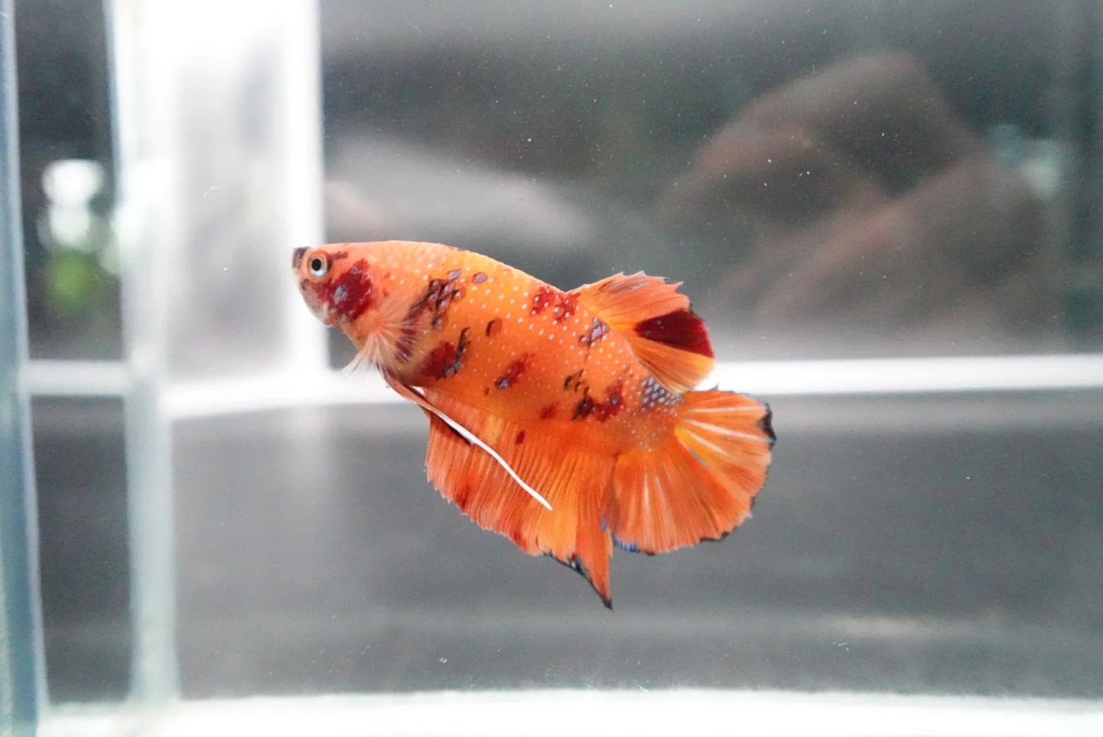 Rare Giant Multicolors Betta Fish (Male) - Image 2