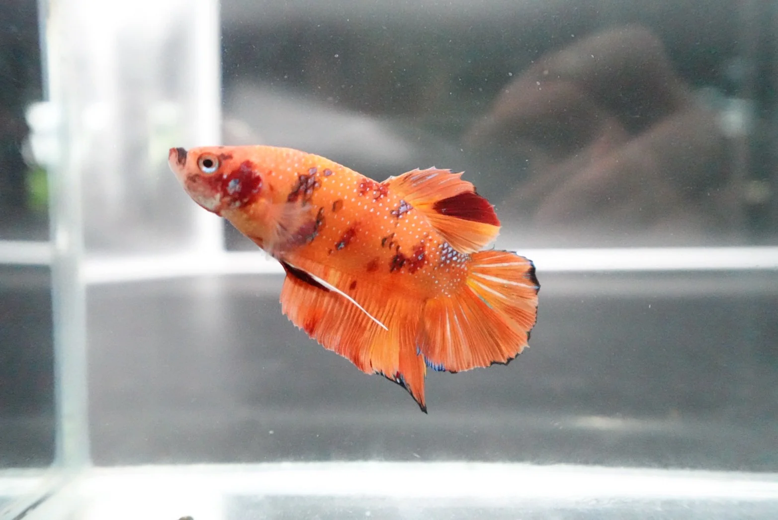 Rare Giant Multicolors Betta Fish (Male) - Image 3