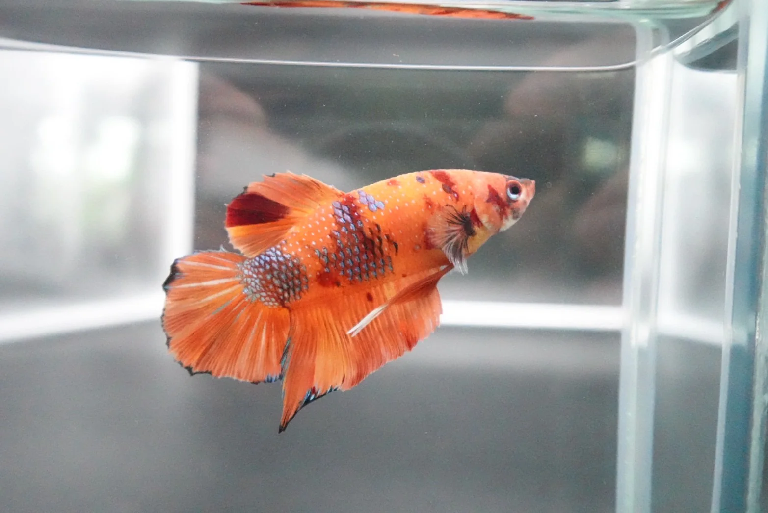 Rare Giant Multicolors Betta Fish (Male) - Image 4