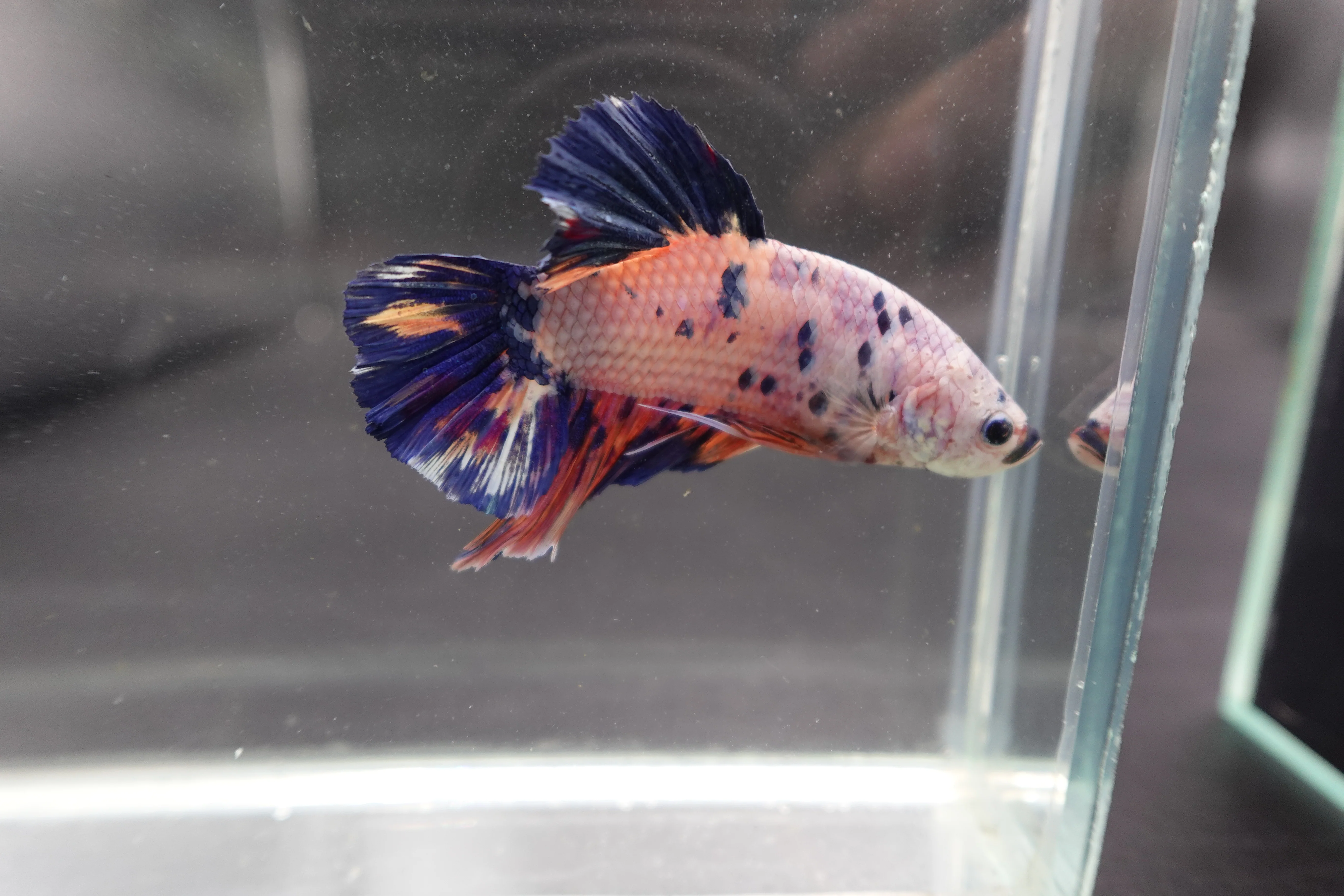 Rare Giant Multicolors Betta Fish (Male) - Image 2