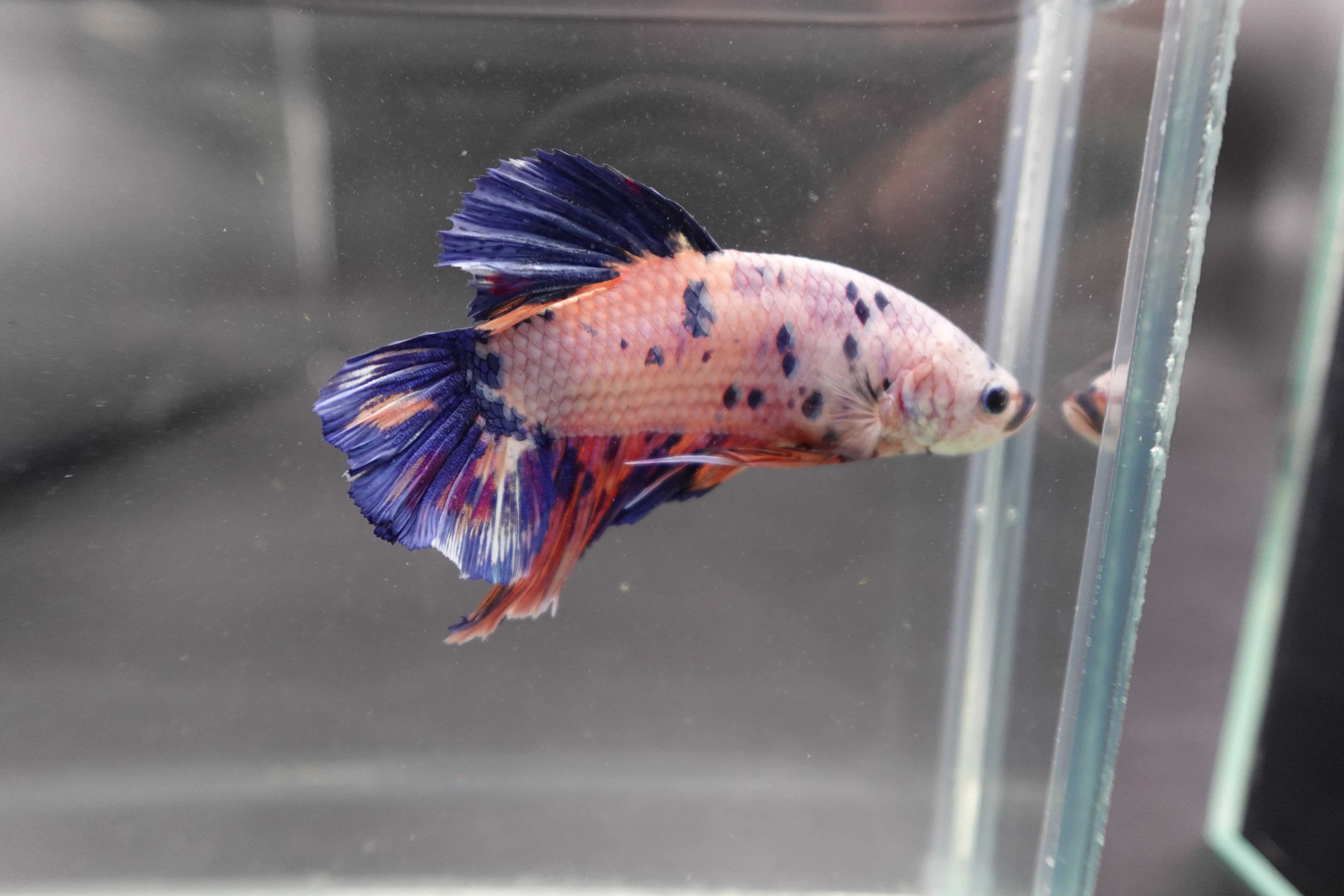 Rare Giant Multicolors Betta Fish (Male) - Image 3