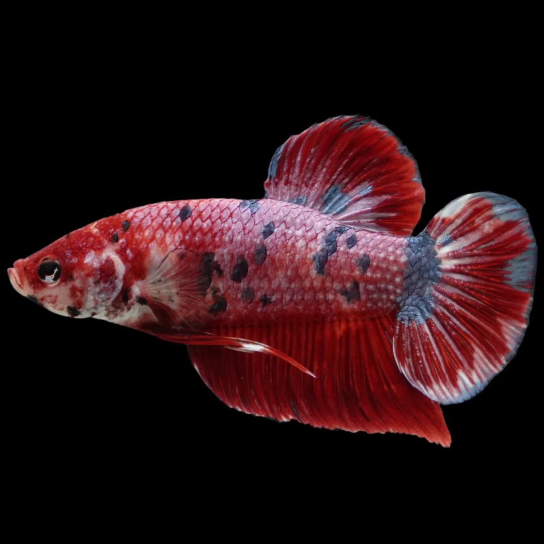 Rare Giant Multicolors Betta Fish (Male)