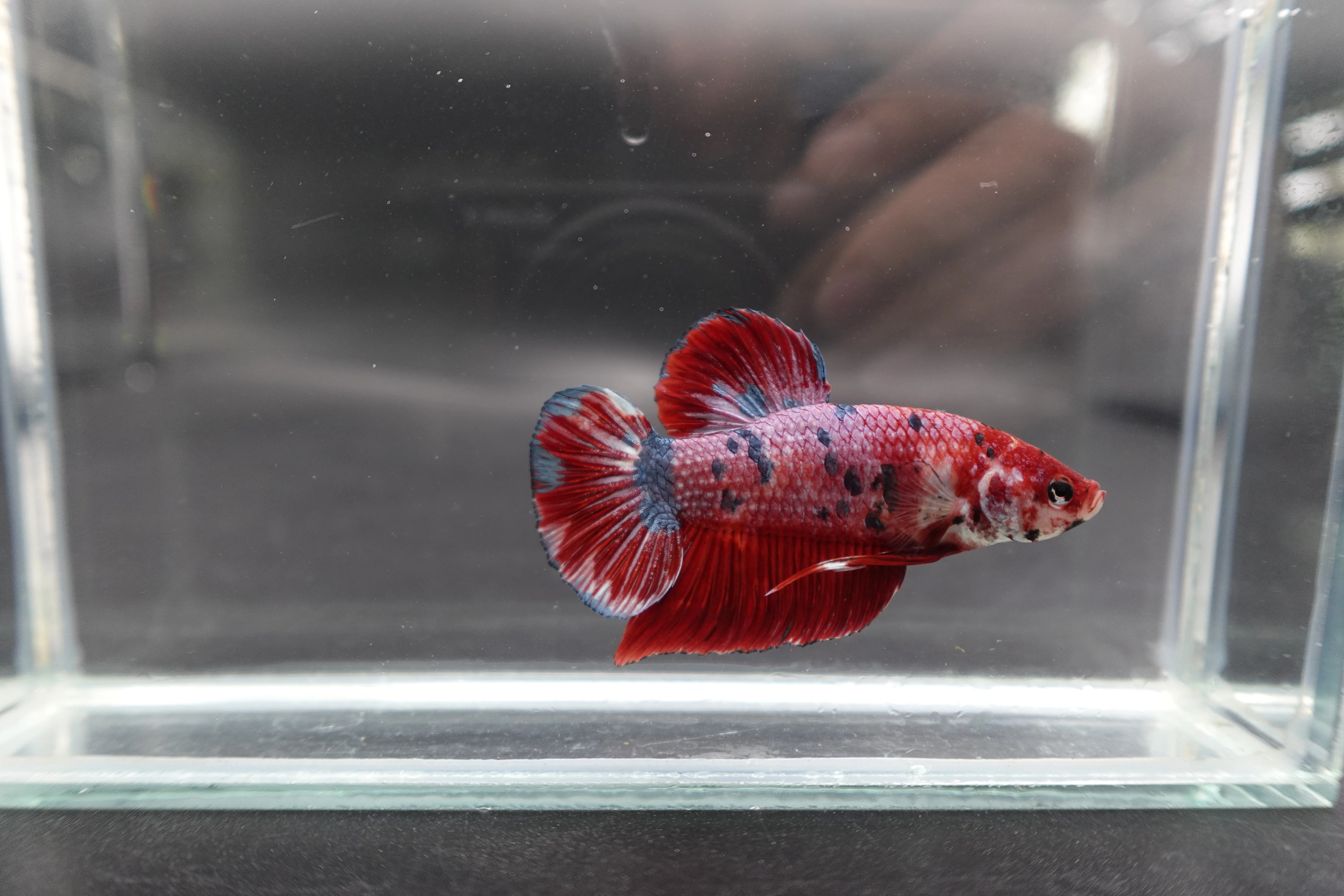 Rare Giant Multicolors Betta Fish (Male) - Image 2