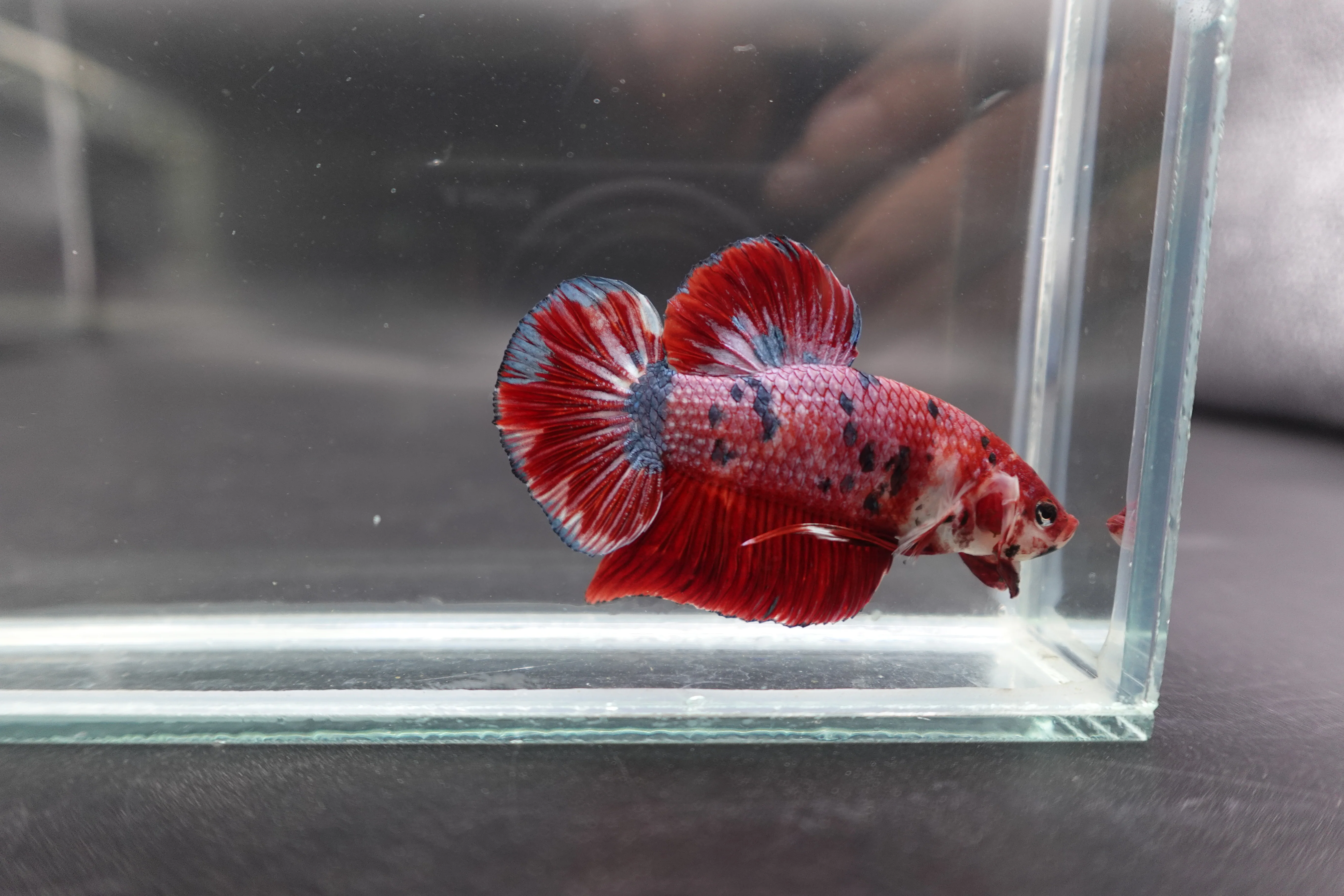 Rare Giant Multicolors Betta Fish (Male) - Image 3