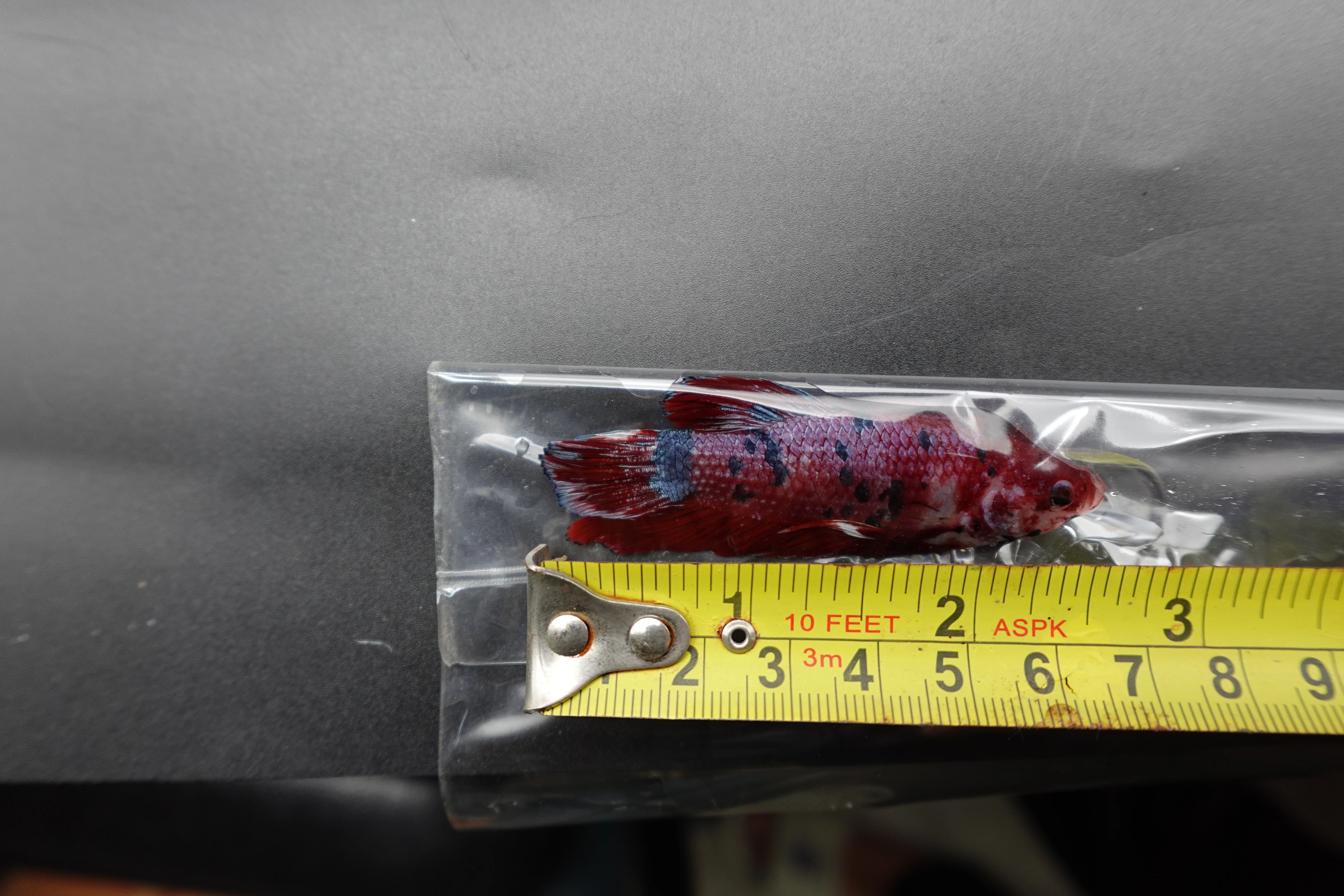 Rare Giant Multicolors Betta Fish (Male) - Image 4