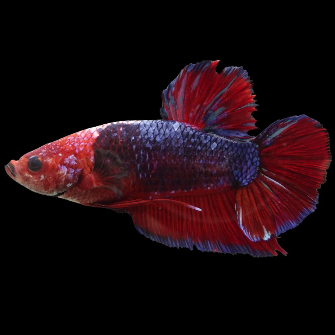 Rare Giant Multicolors Betta Fish (Male)