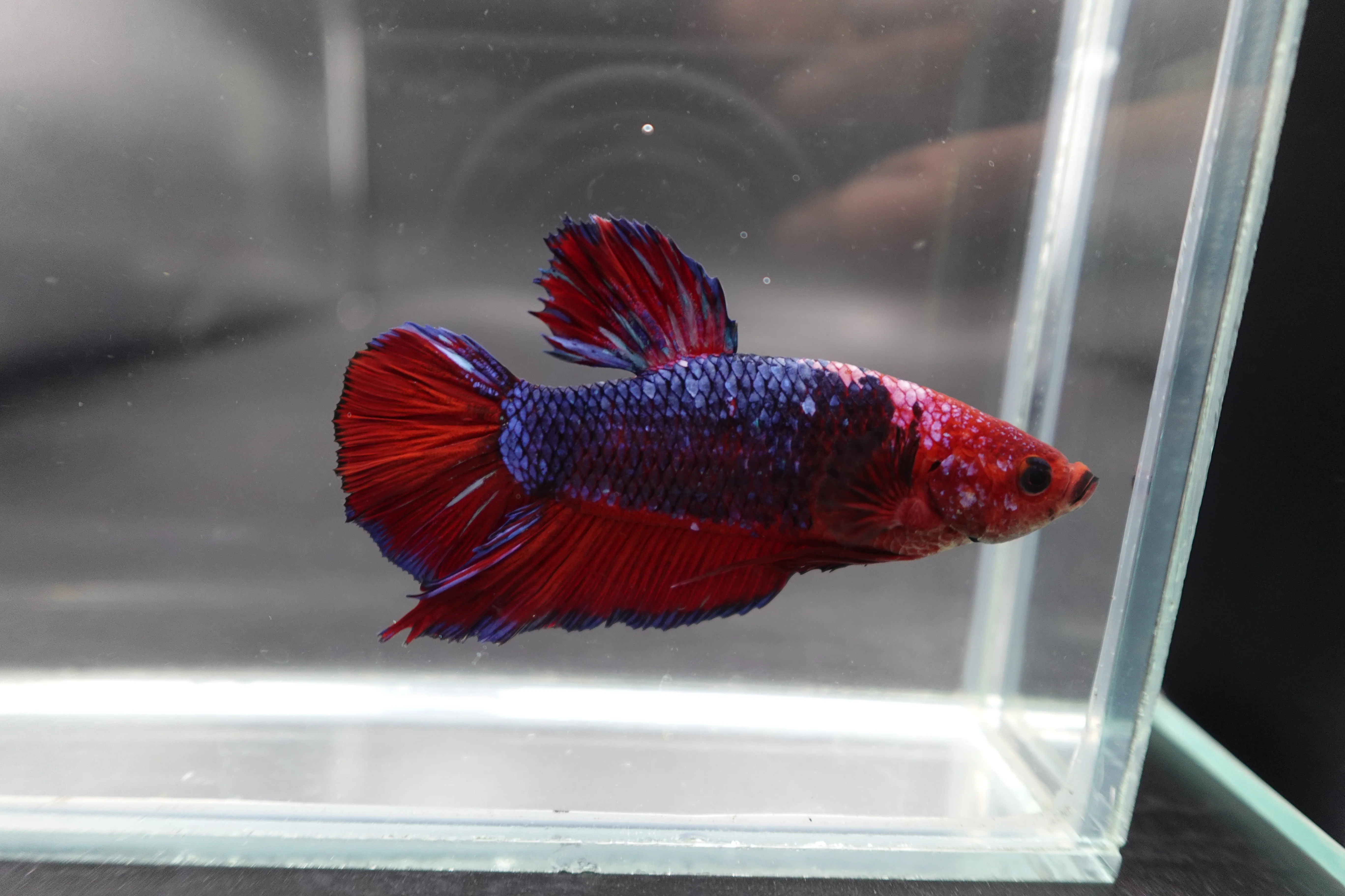 Rare Giant Multicolors Betta Fish (Male) - Image 2