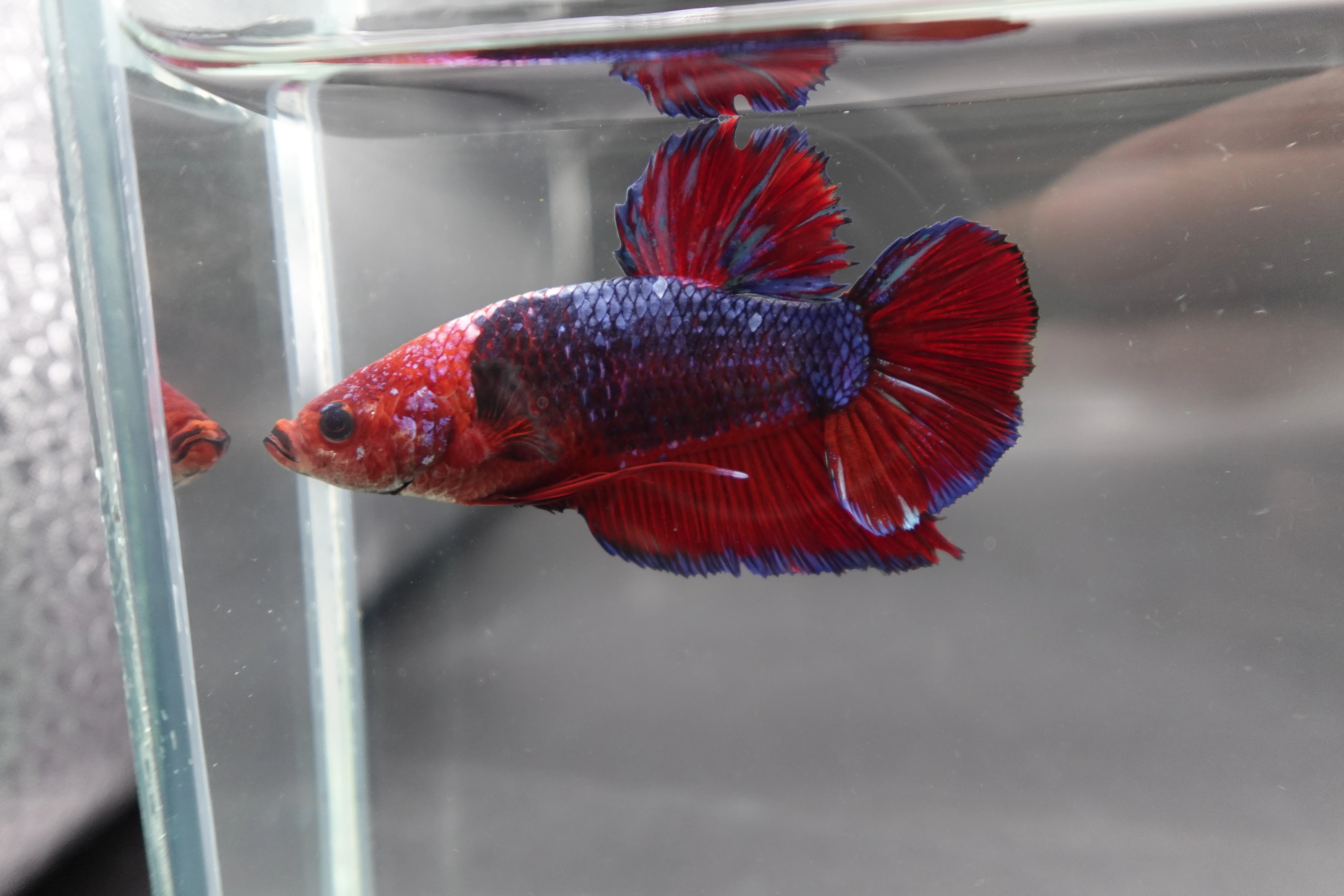Rare Giant Multicolors Betta Fish (Male) - Image 3