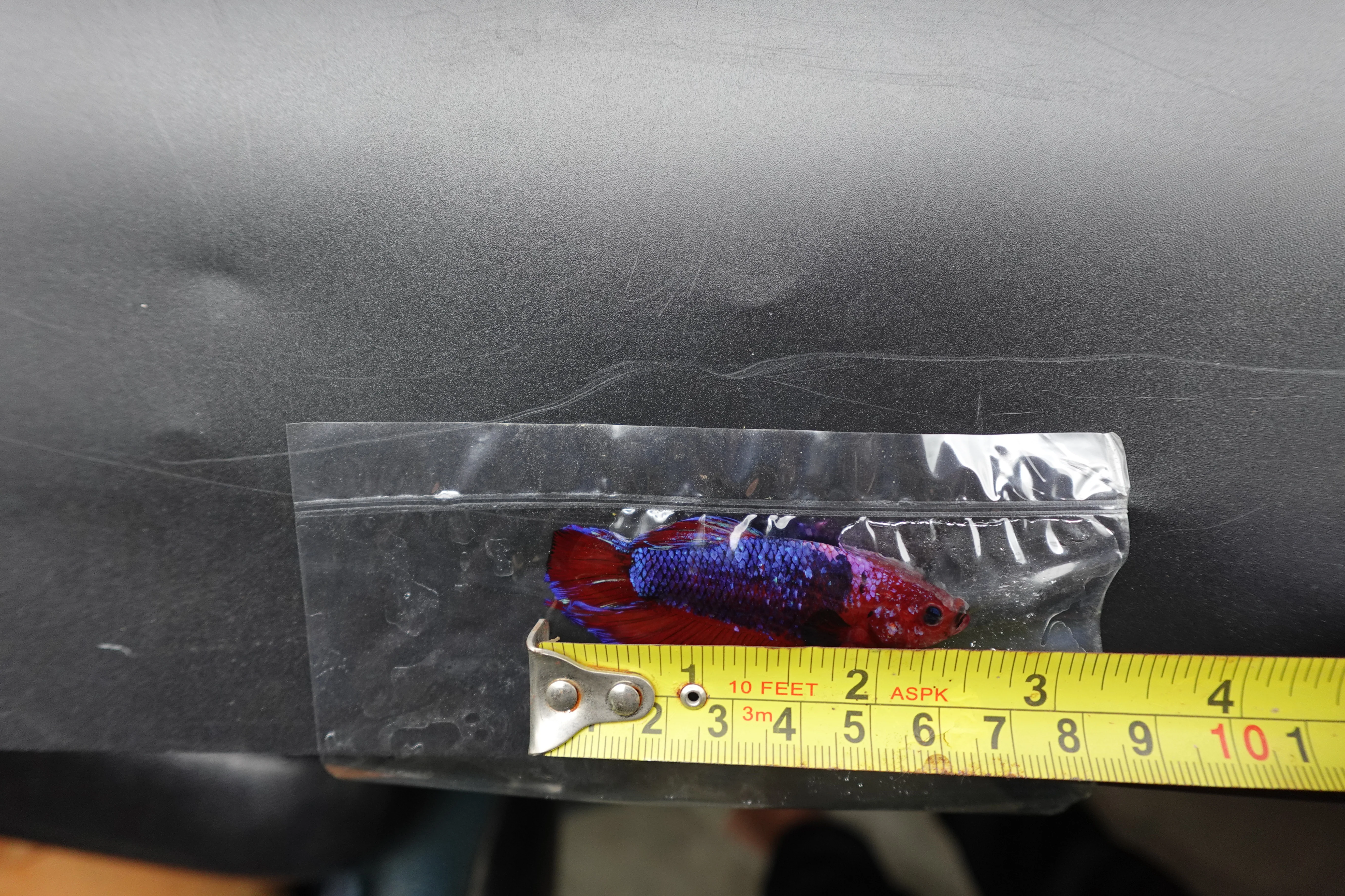 Rare Giant Multicolors Betta Fish (Male) - Image 4