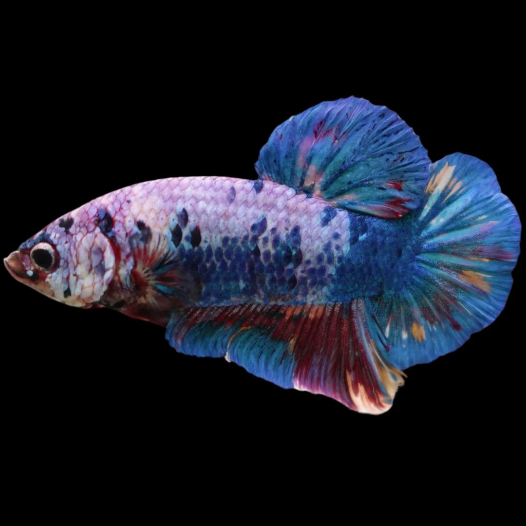 Rare Giant Multicolors Betta Fish (Male)