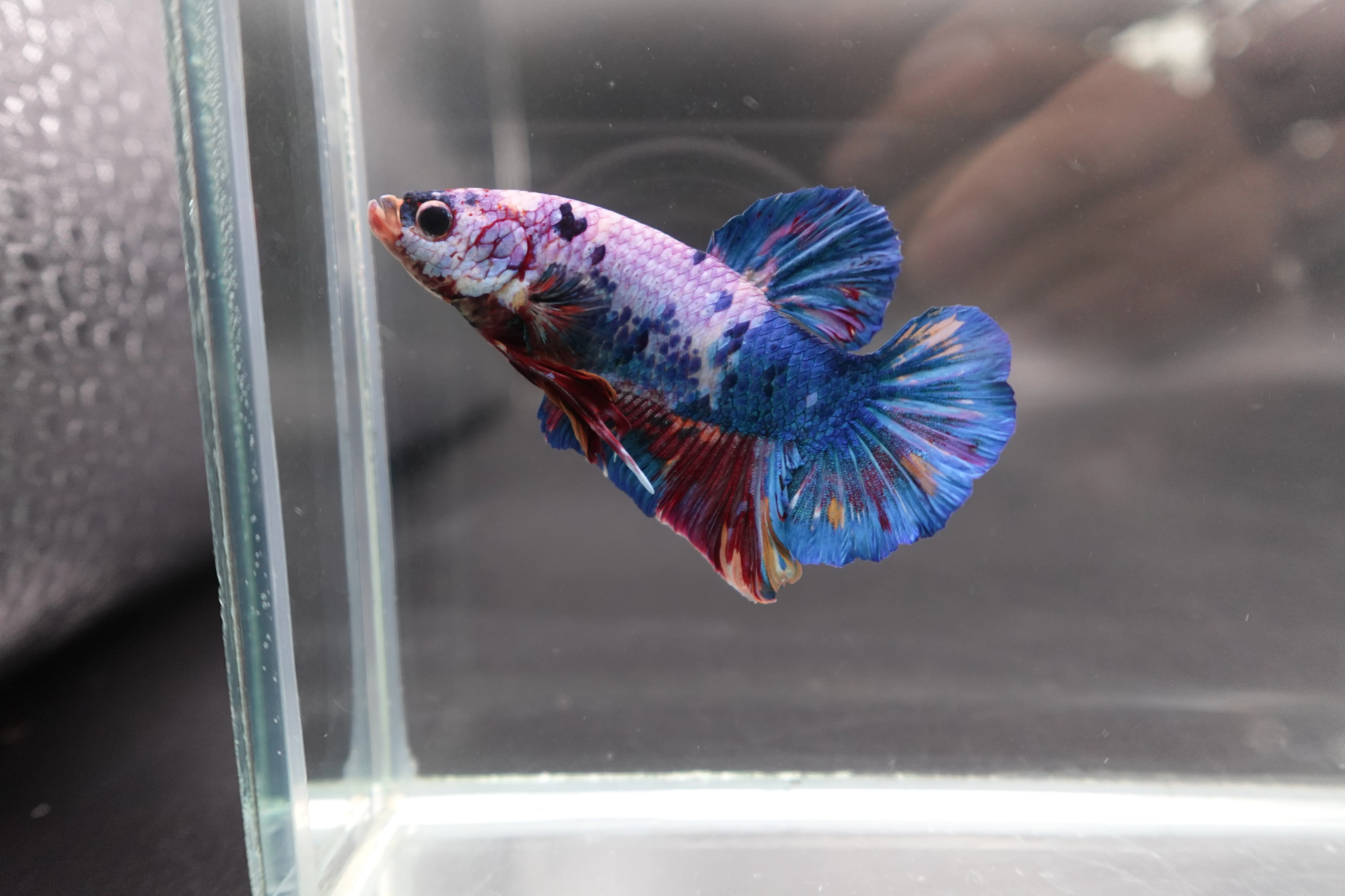 Rare Giant Multicolors Betta Fish (Male) - Image 2