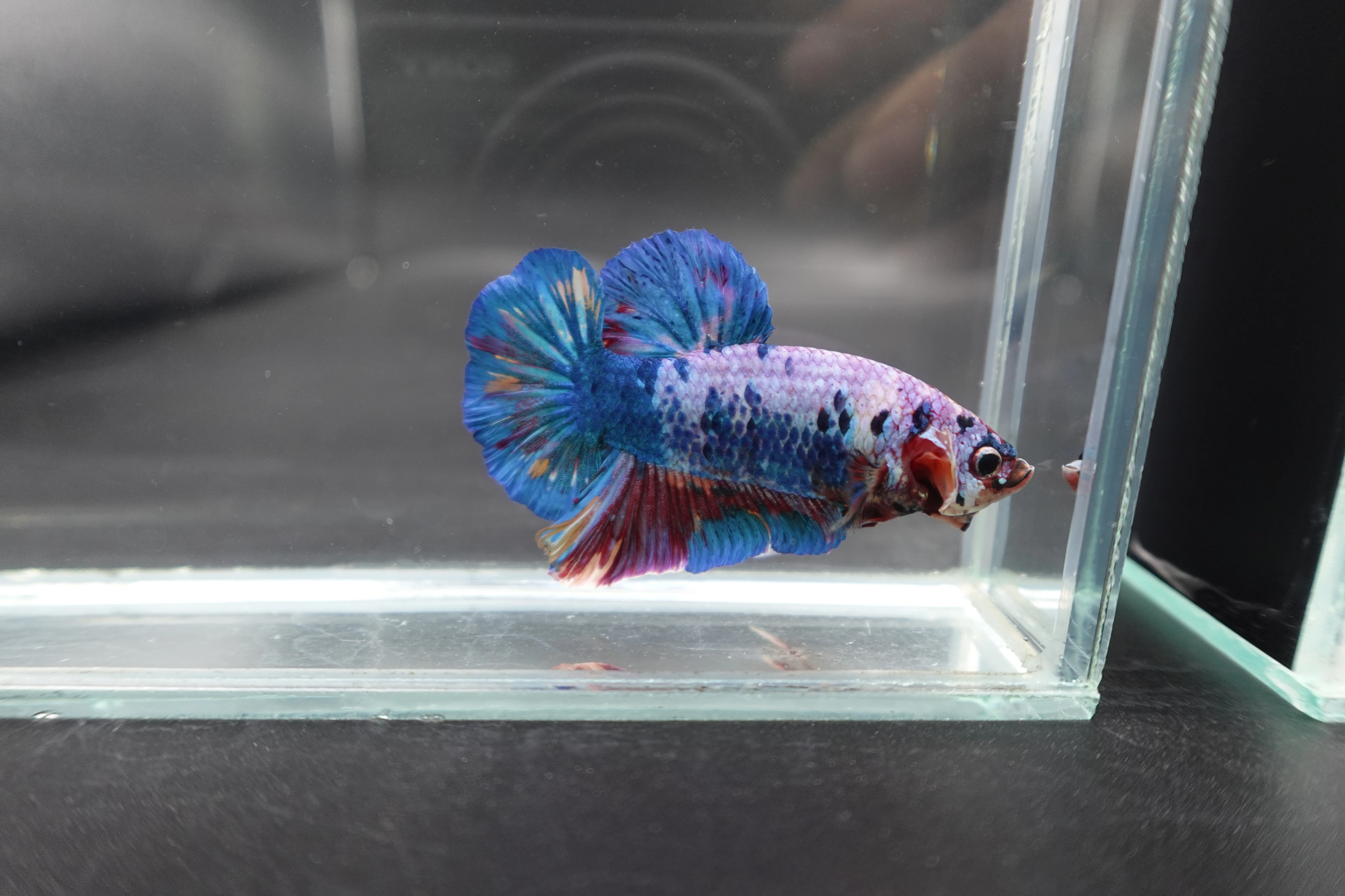 Rare Giant Multicolors Betta Fish (Male) - Image 3