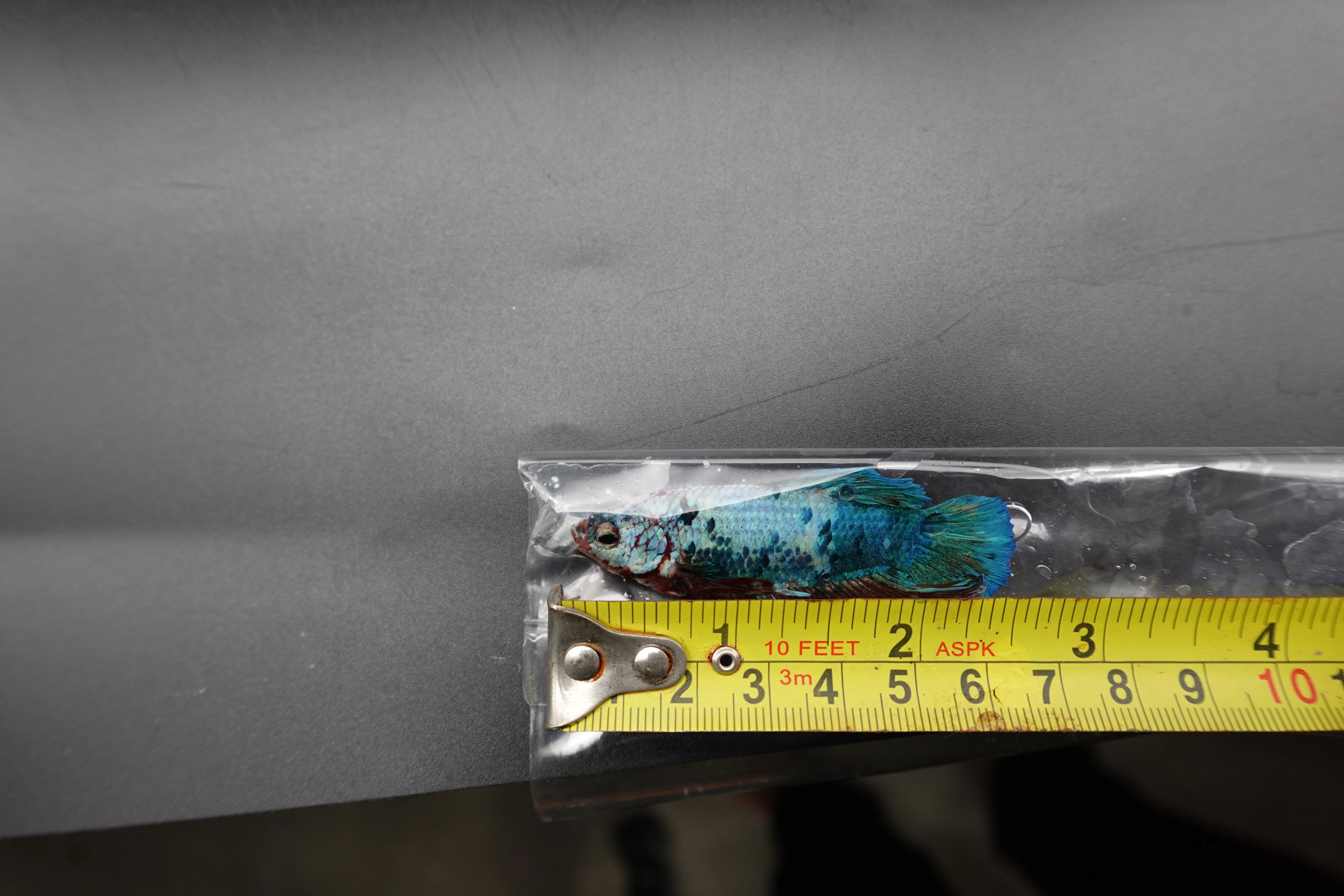 Rare Giant Multicolors Betta Fish (Male) - Image 4