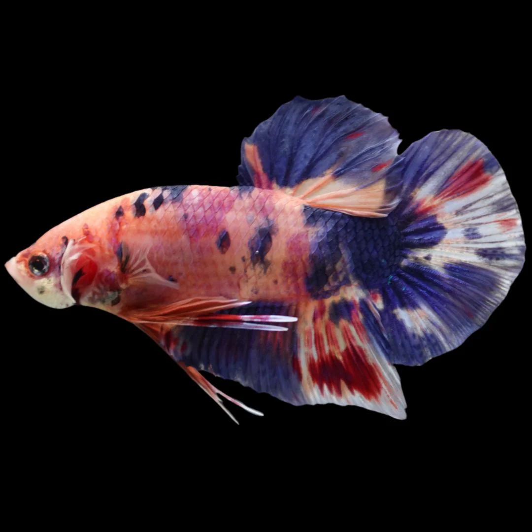 Rare Giant Multicolors Betta Fish (Male)
