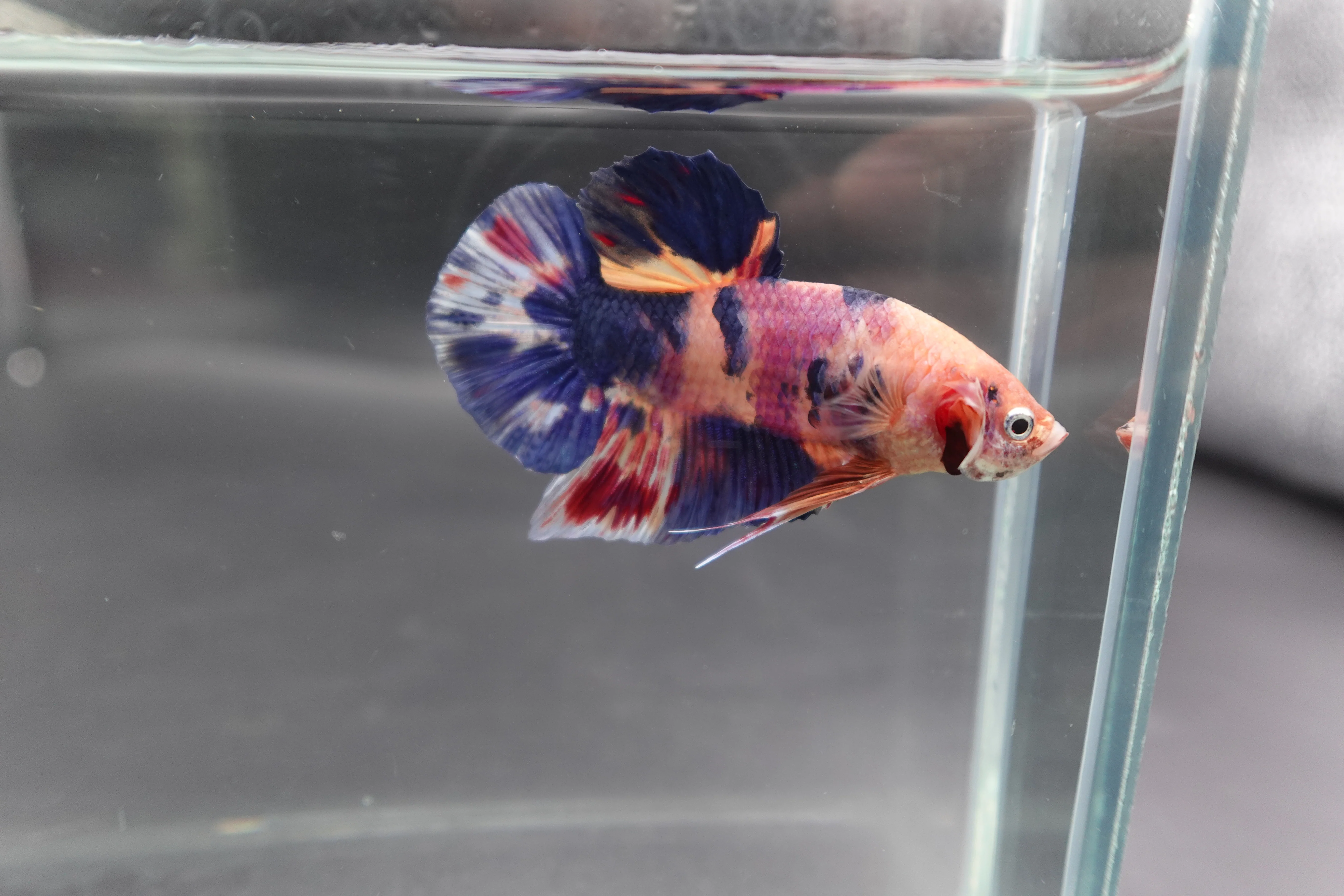 Rare Giant Multicolors Betta Fish (Male) - Image 2