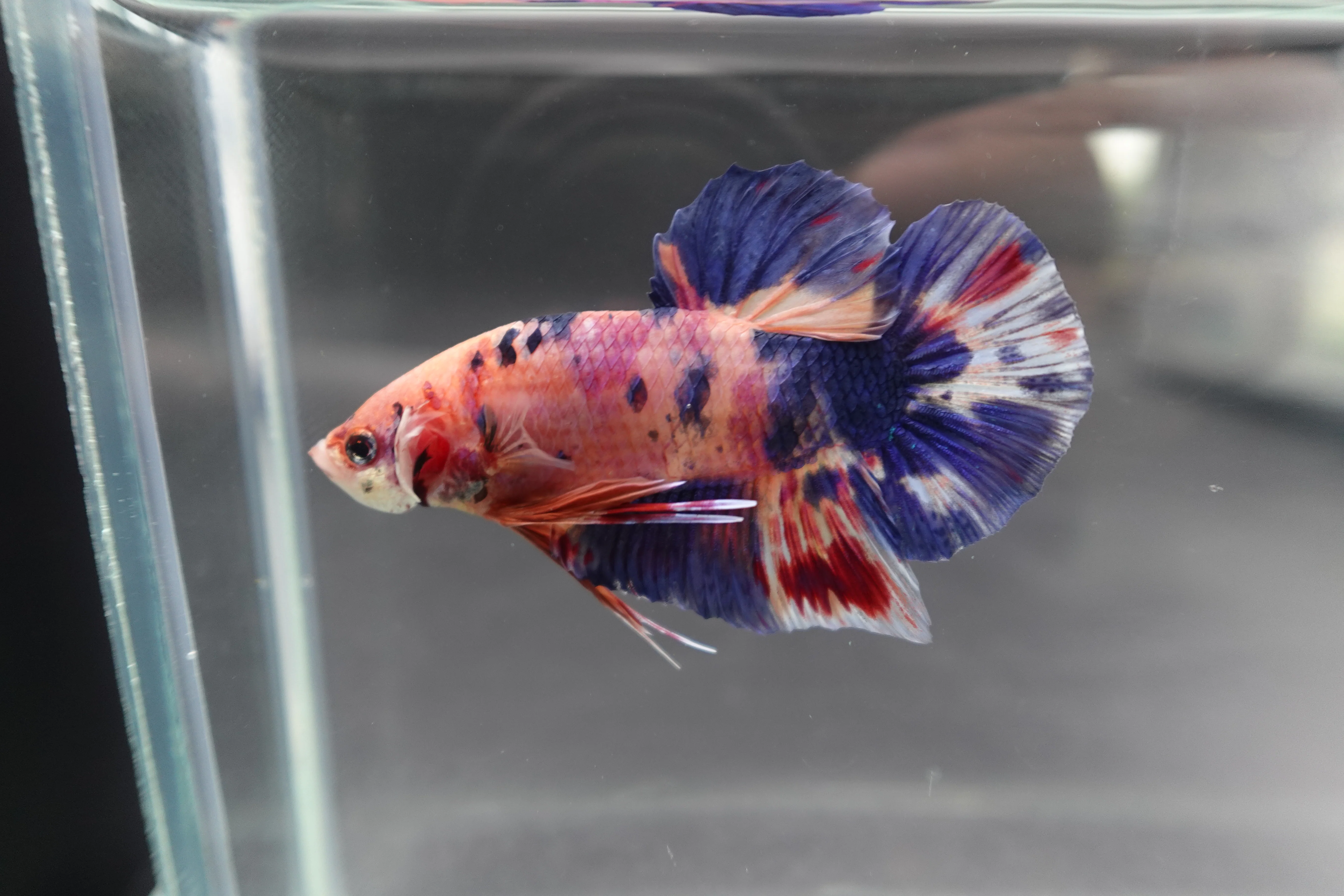 Rare Giant Multicolors Betta Fish (Male) - Image 3