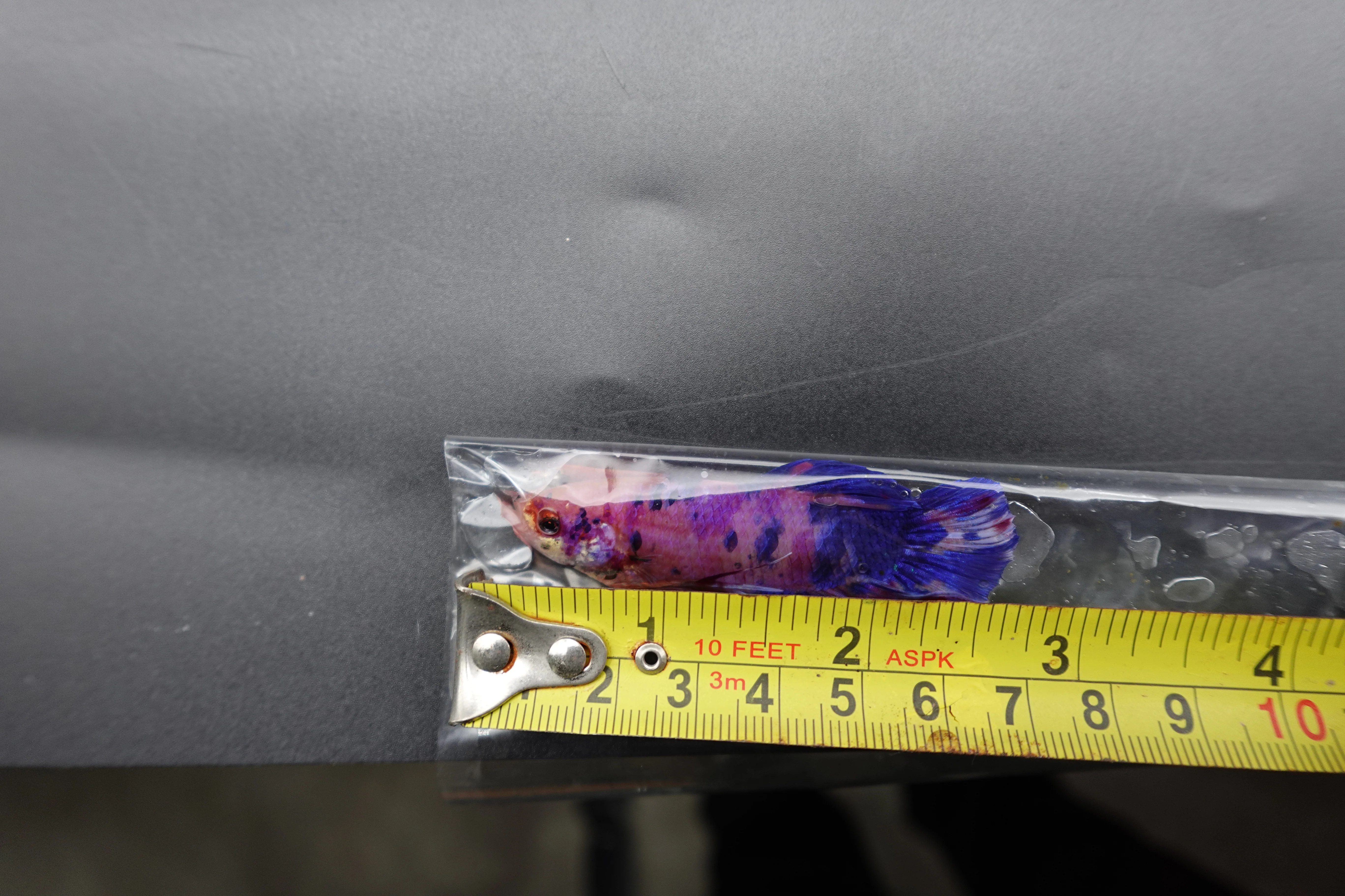 Rare Giant Multicolors Betta Fish (Male) - Image 4
