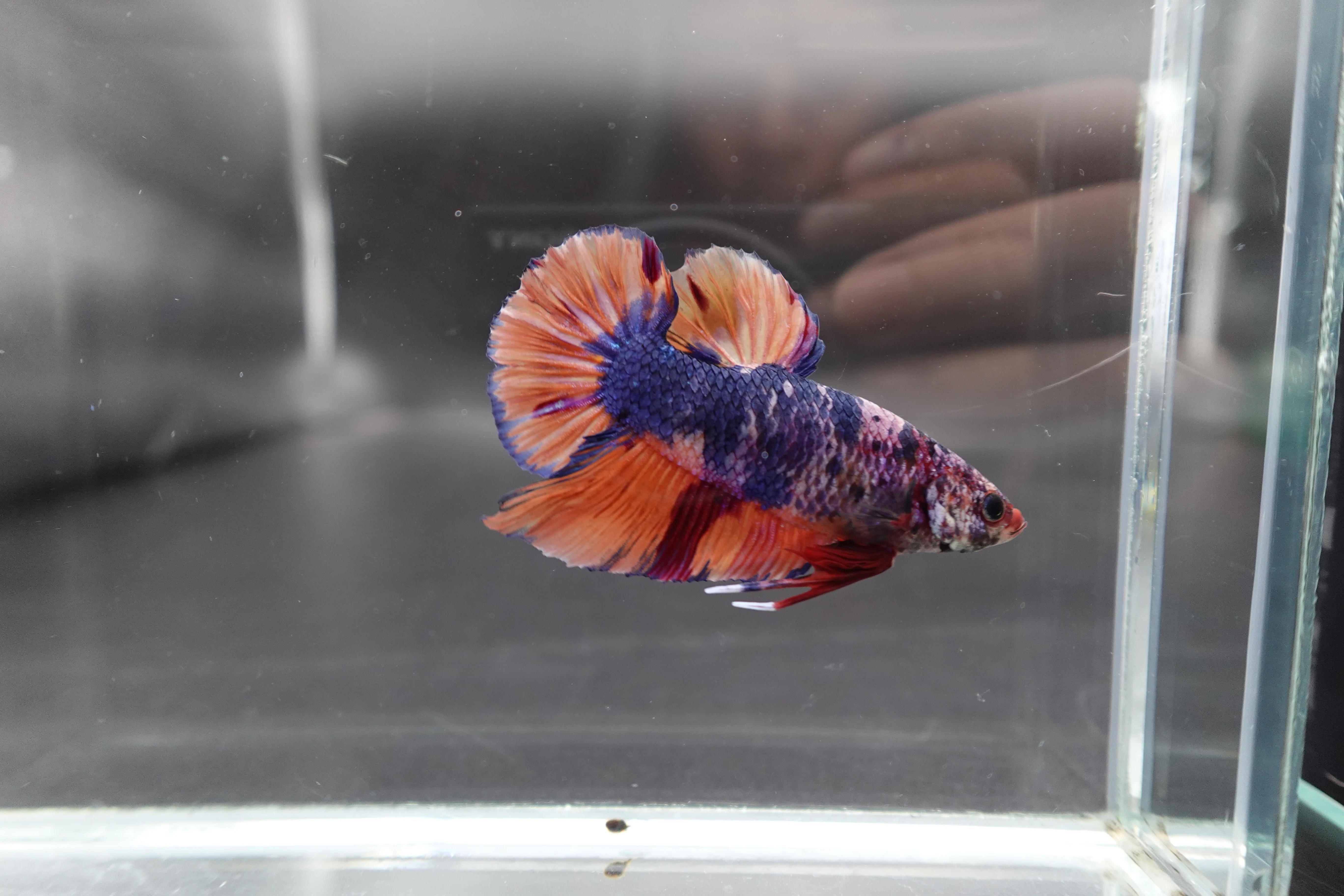 Rare Giant Multicolors Betta Fish (Male) - Image 2