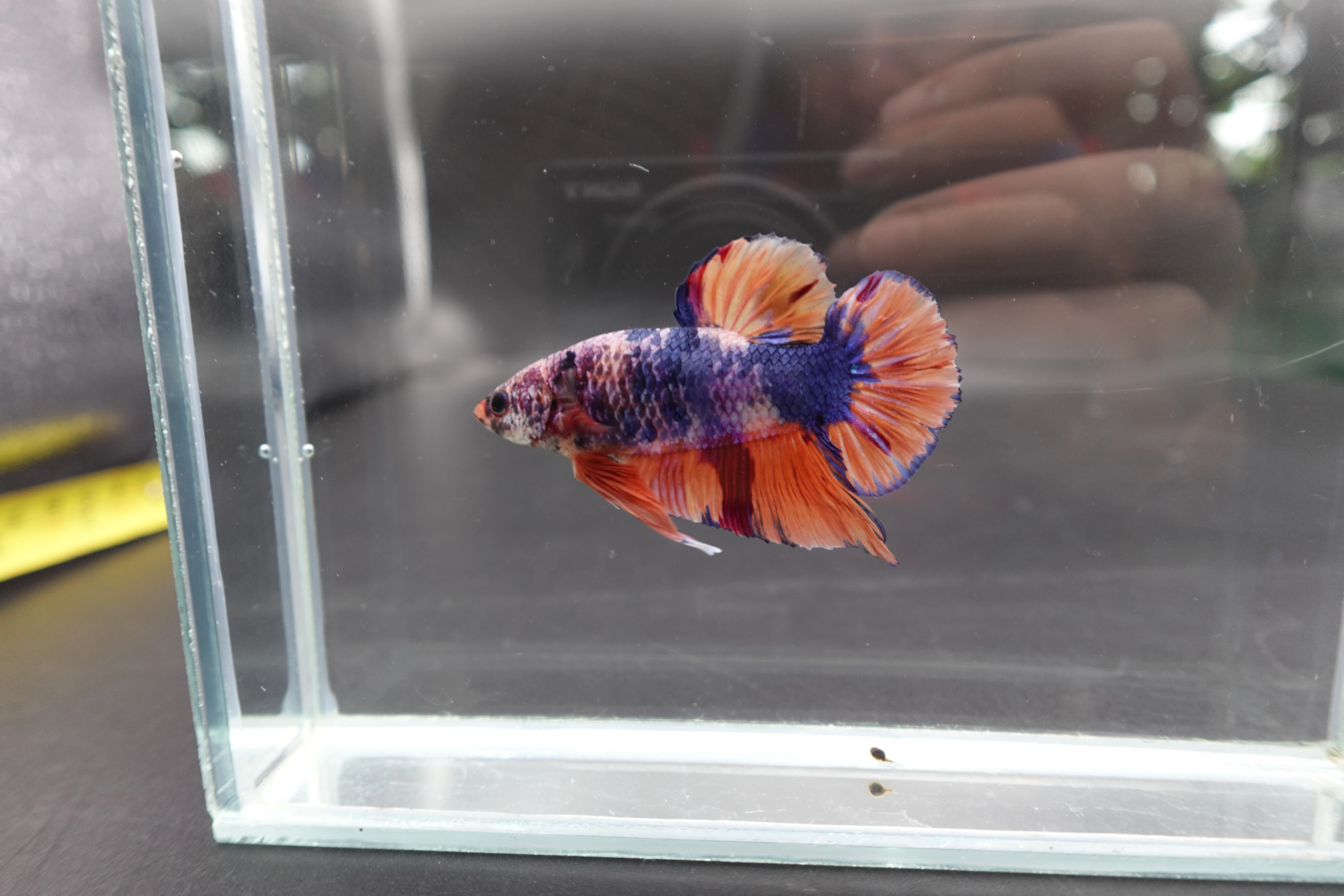 Rare Giant Multicolors Betta Fish (Male) - Image 3