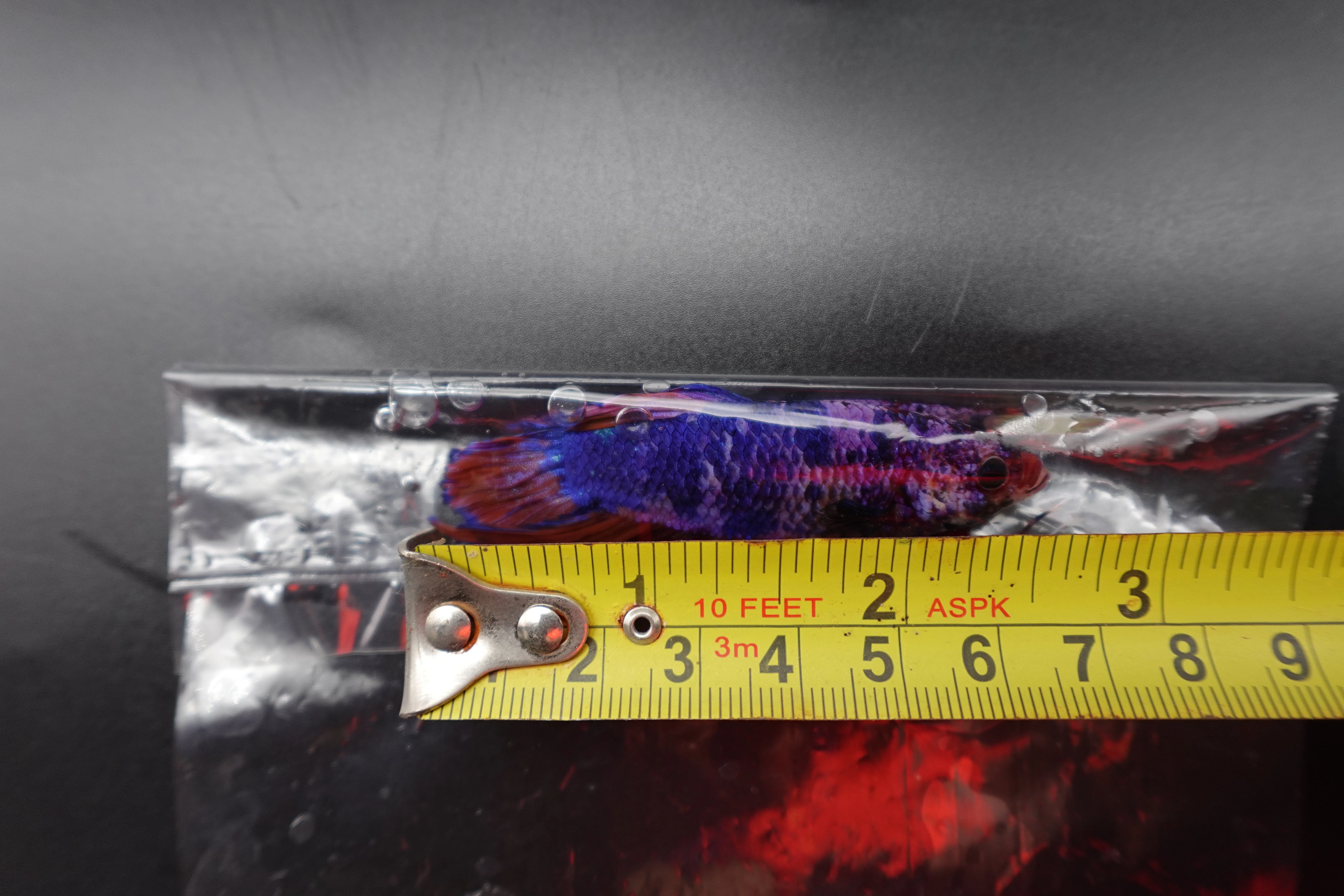 Rare Giant Multicolors Betta Fish (Male) - Image 4
