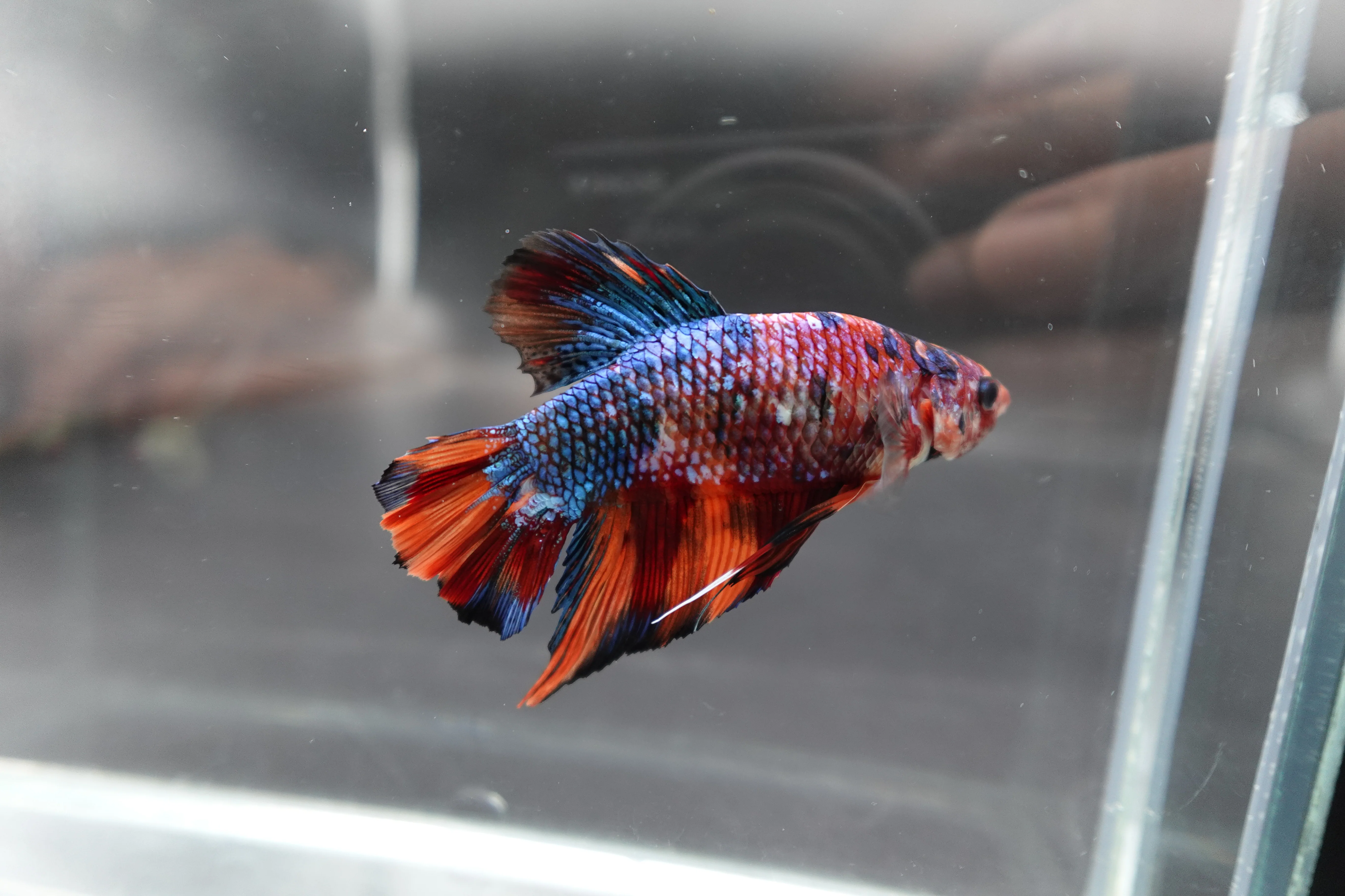 Rare Giant Multicolors Betta Fish (Male) - Image 2
