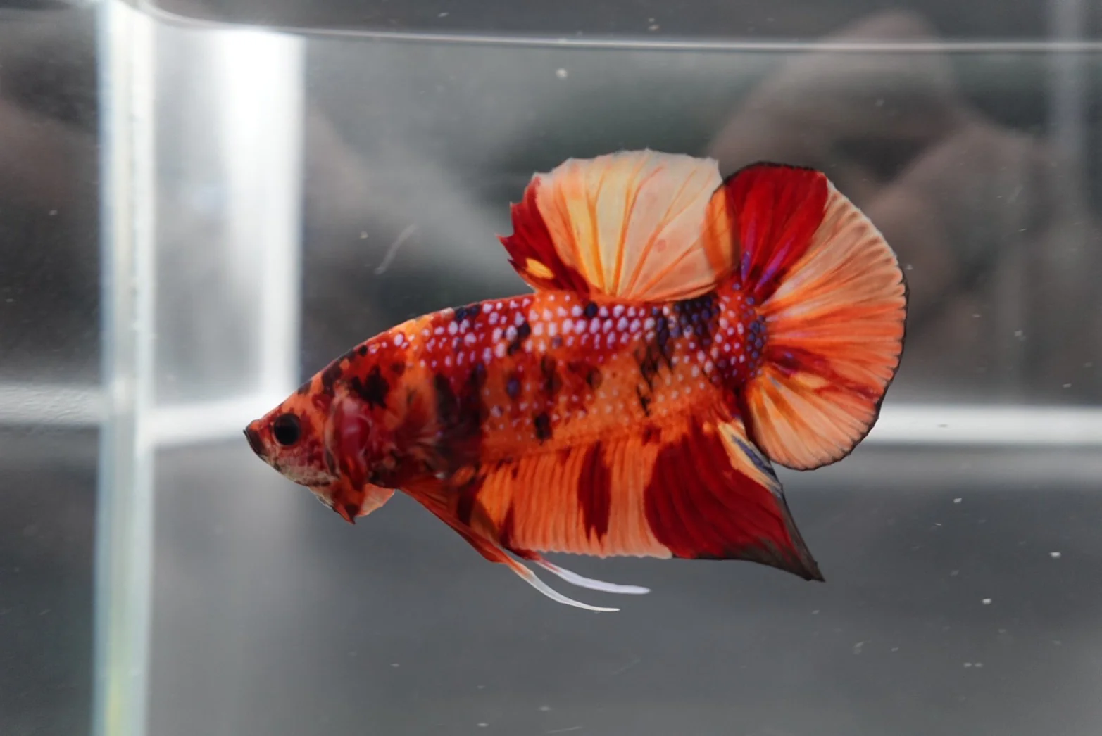 Rare Giant Multicolors Betta Fish (Male) - Image 2