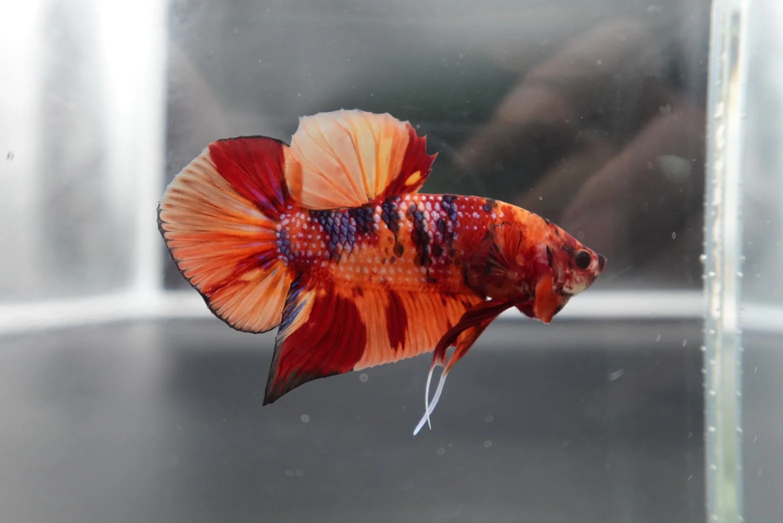 Rare Giant Multicolors Betta Fish (Male) - Image 3