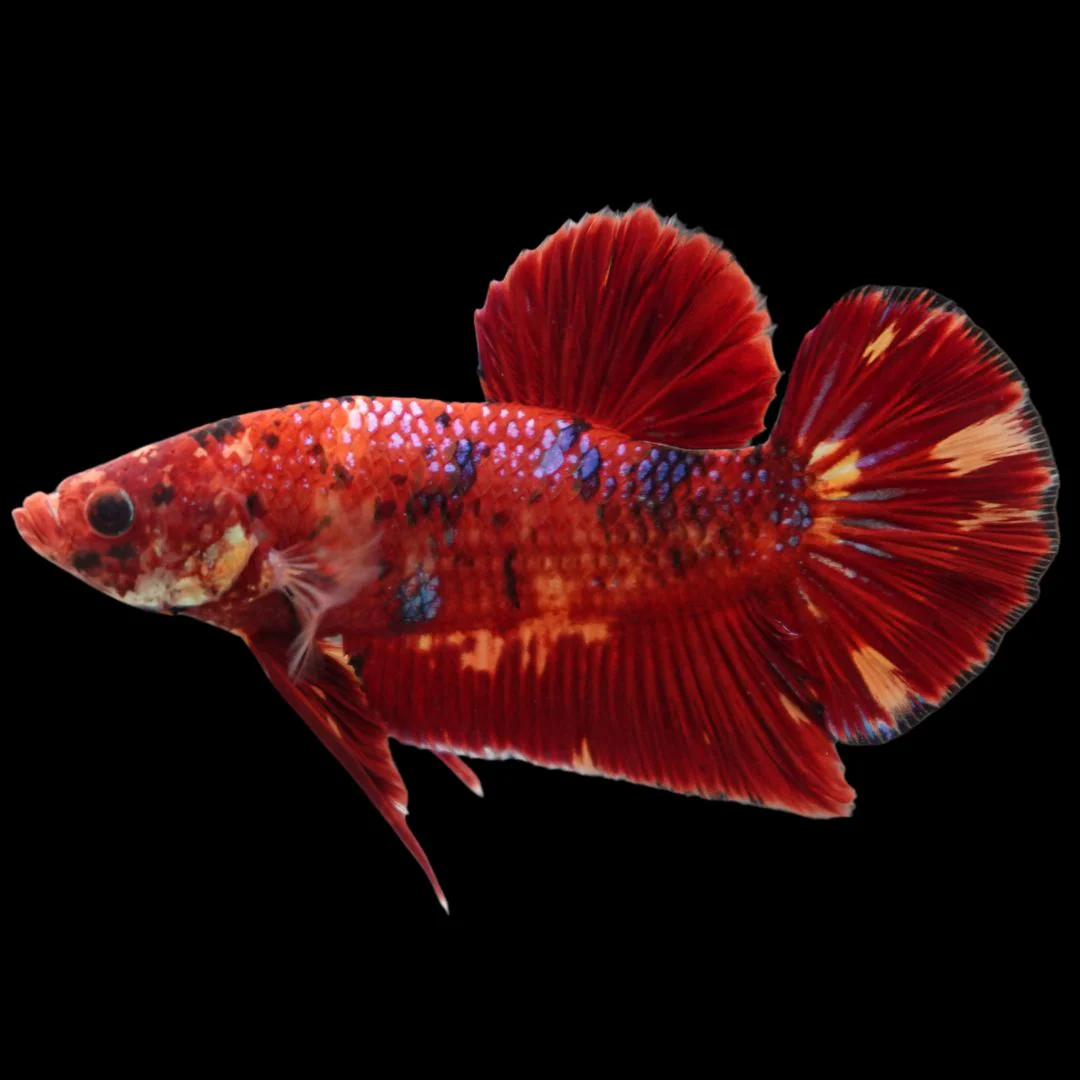 Rare Giant Multicolors Betta Fish (Male)