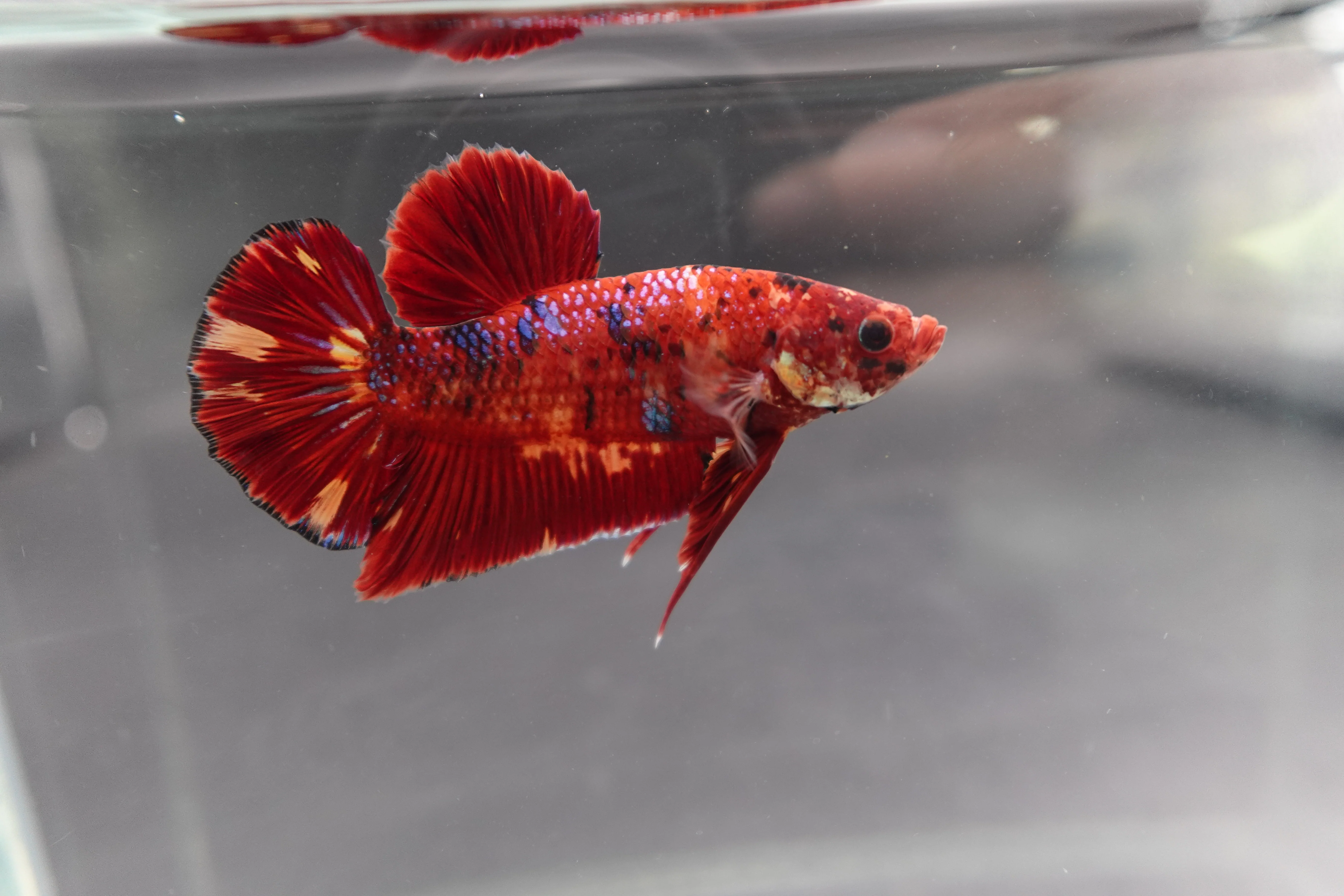 Rare Giant Multicolors Betta Fish (Male) - Image 2