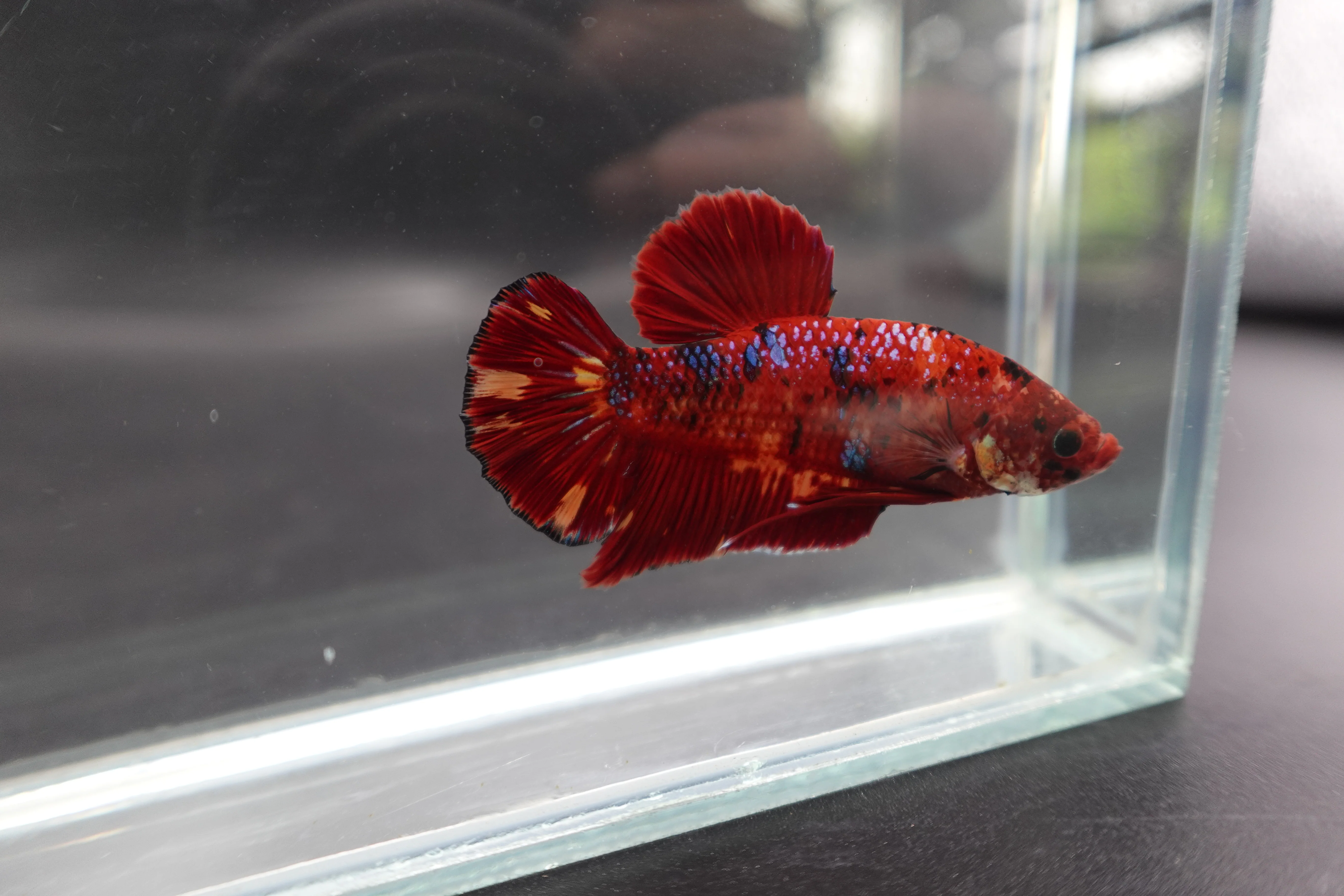 Rare Giant Multicolors Betta Fish (Male) - Image 3