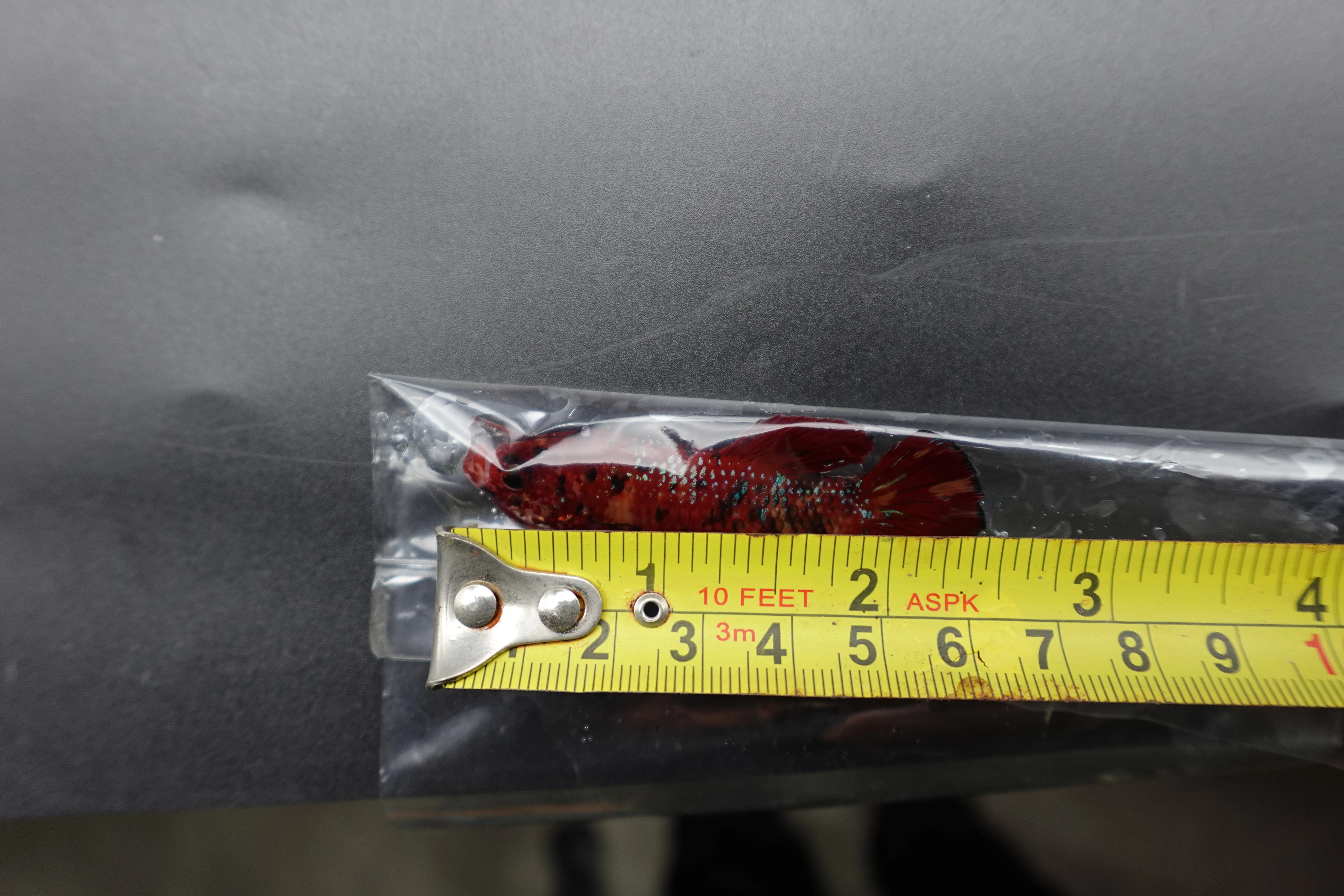 Rare Giant Multicolors Betta Fish (Male) - Image 4