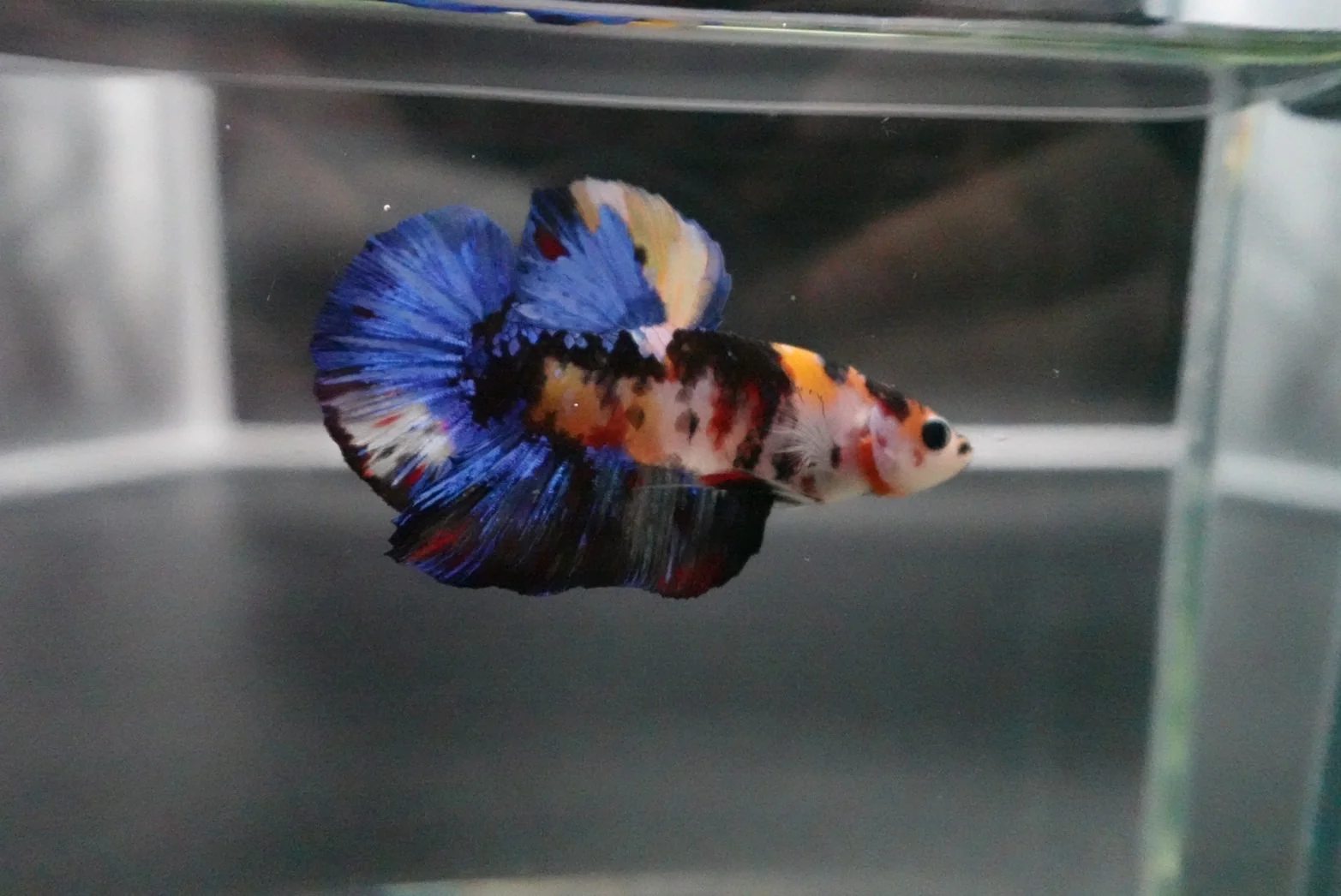 Rare Giant Multicolors Betta Fish (Male) - Image 2