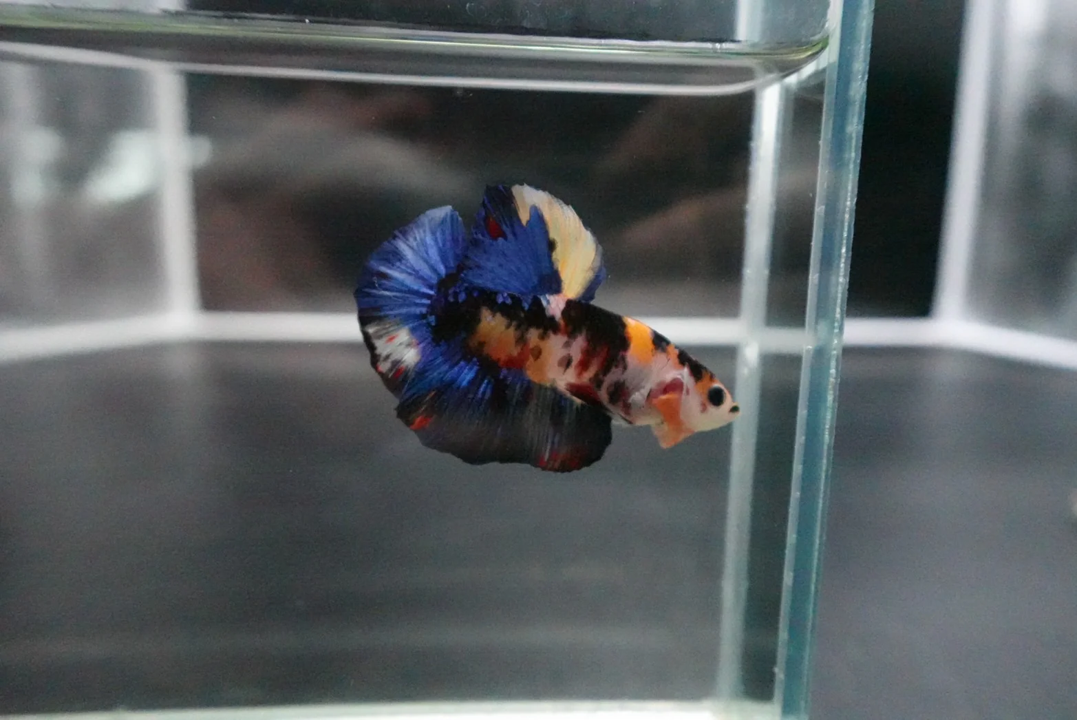 Rare Giant Multicolors Betta Fish (Male) - Image 3