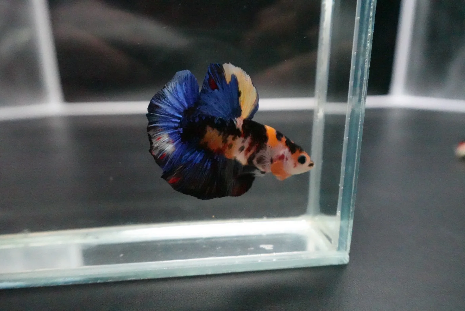 Rare Giant Multicolors Betta Fish (Male) - Image 4