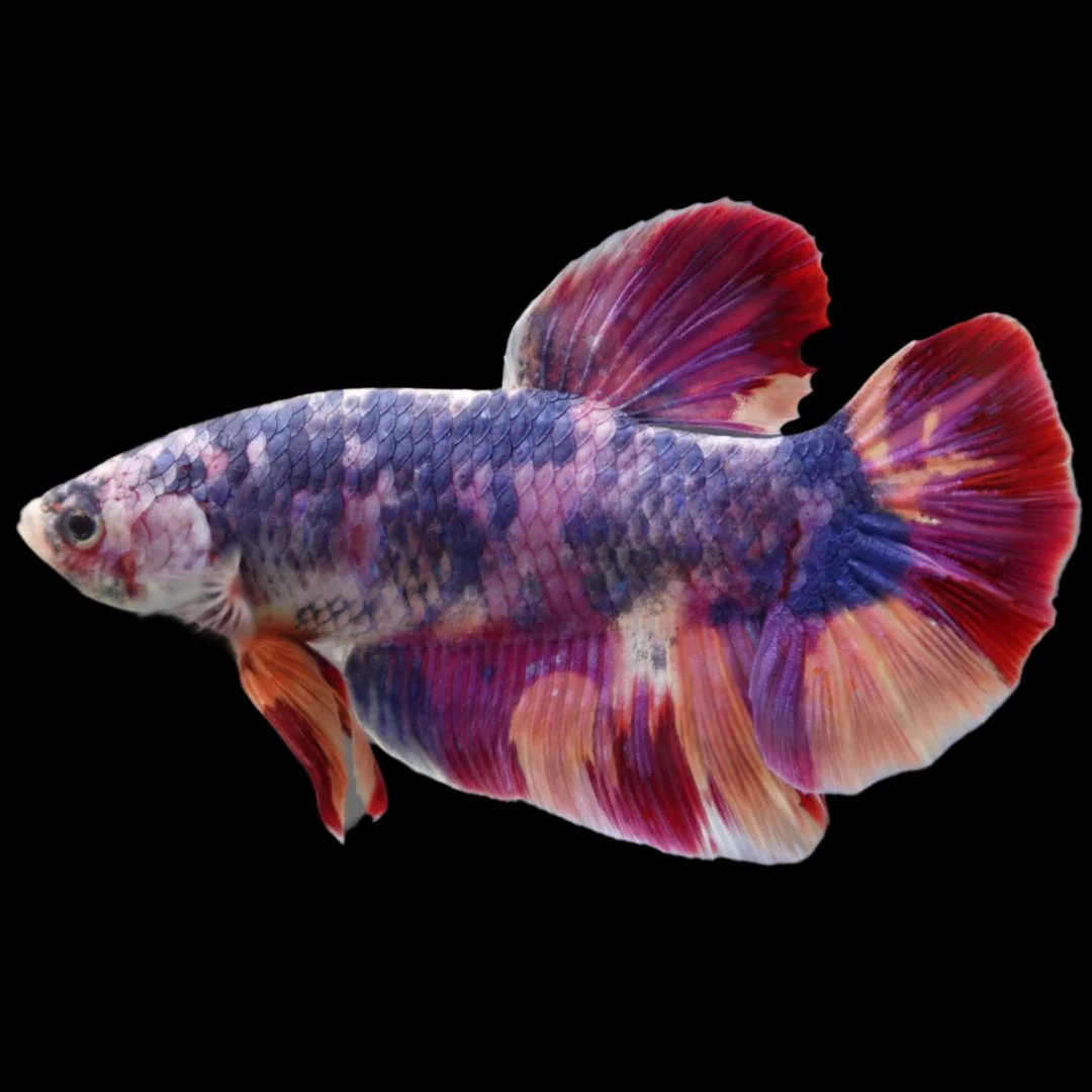 Rare Giant Multicolors Betta Fish (Male)
