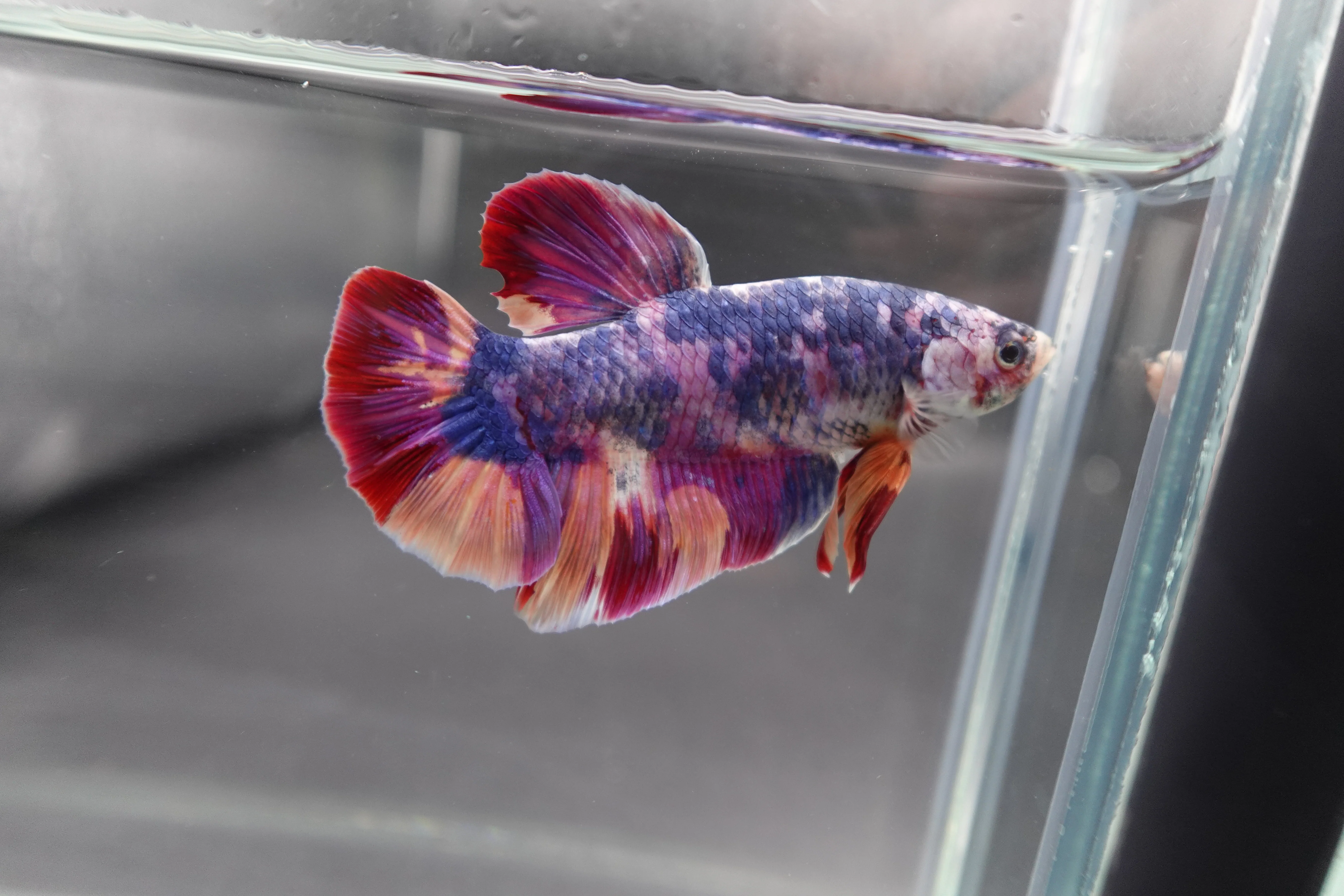 Rare Giant Multicolors Betta Fish (Male) - Image 2