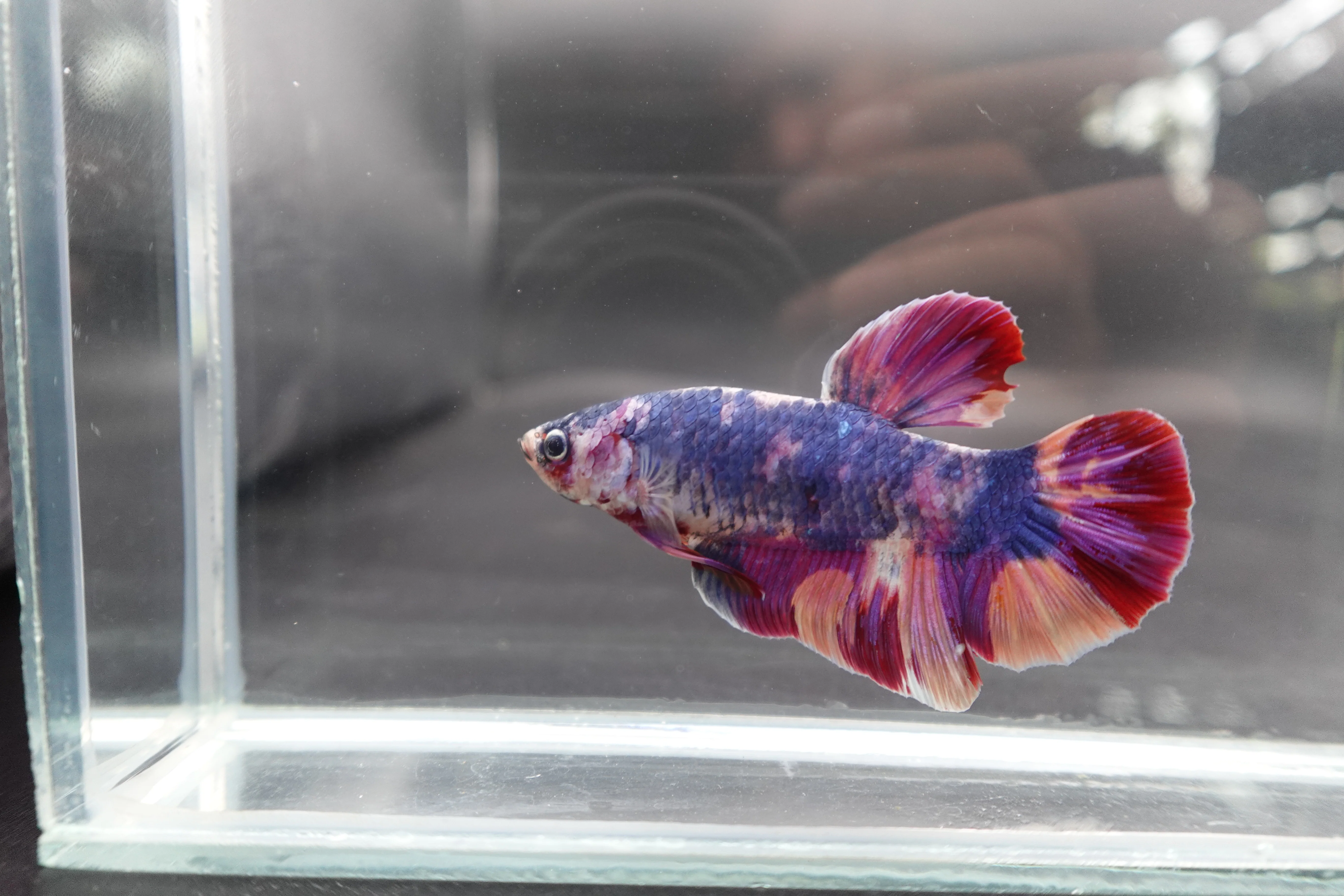 Rare Giant Multicolors Betta Fish (Male) - Image 3