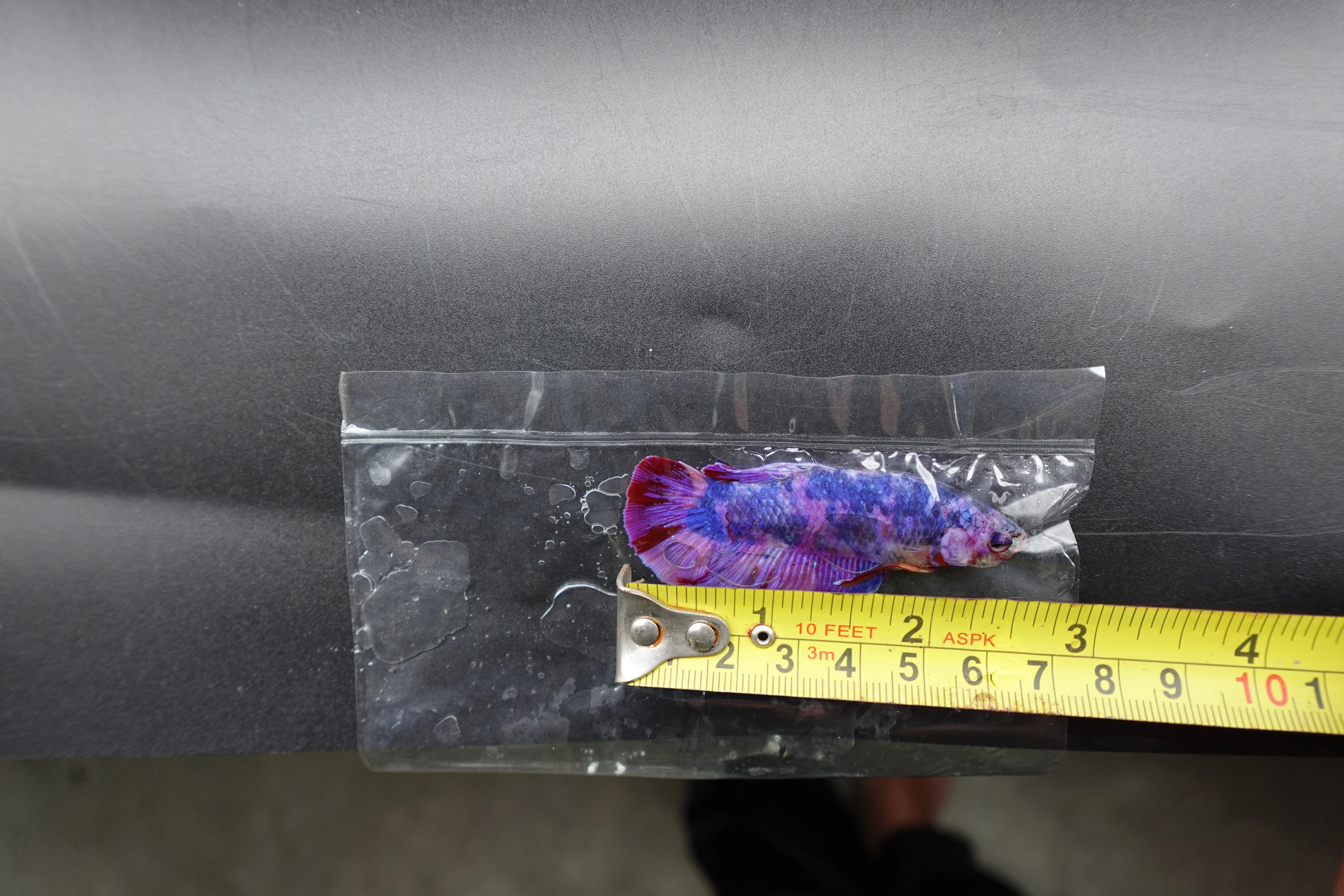 Rare Giant Multicolors Betta Fish (Male) - Image 4