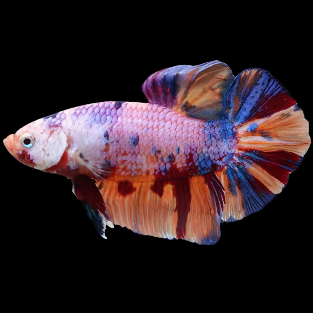 Rare Giant Multicolors Betta Fish (Male)