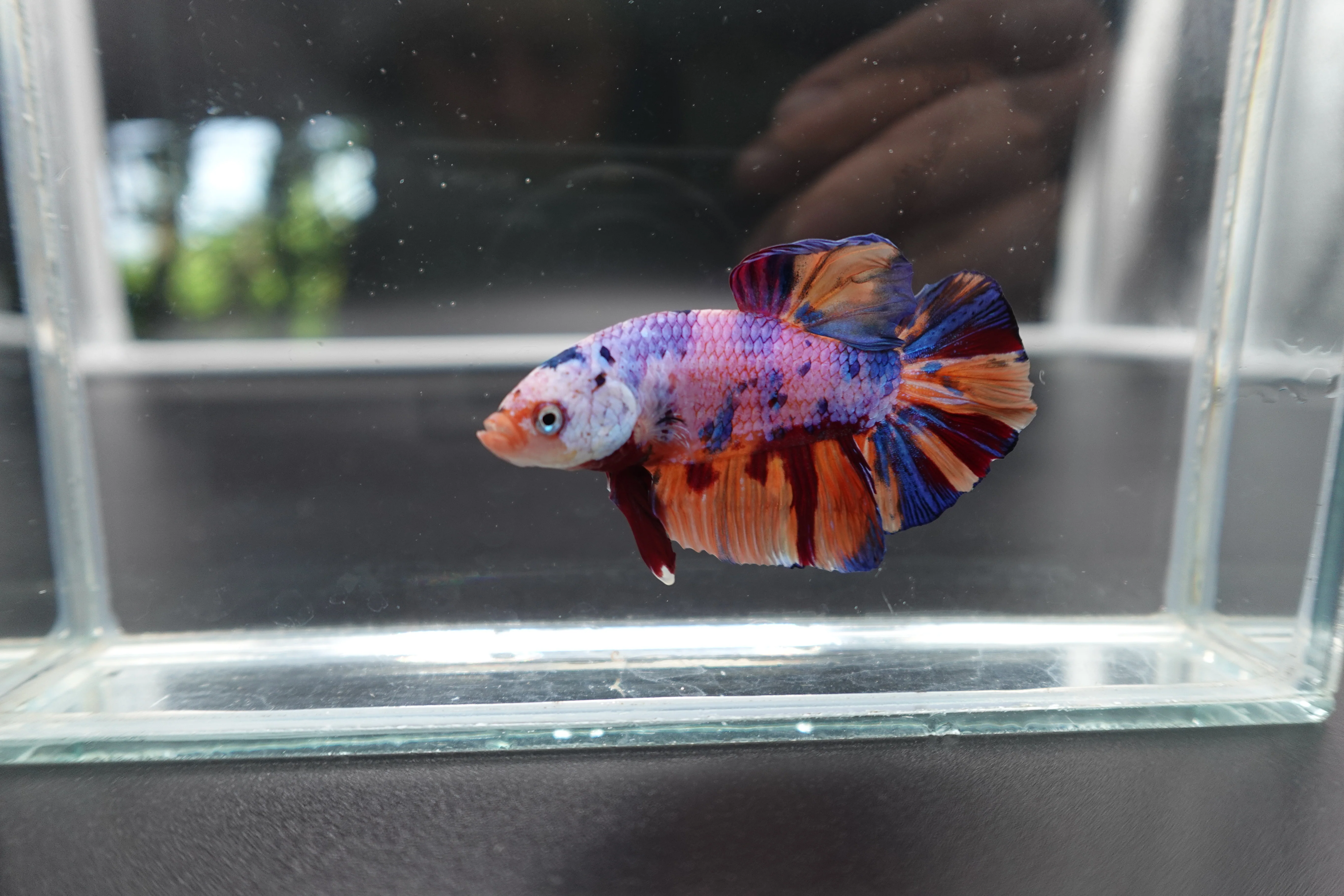 Rare Giant Multicolors Betta Fish (Male) - Image 2