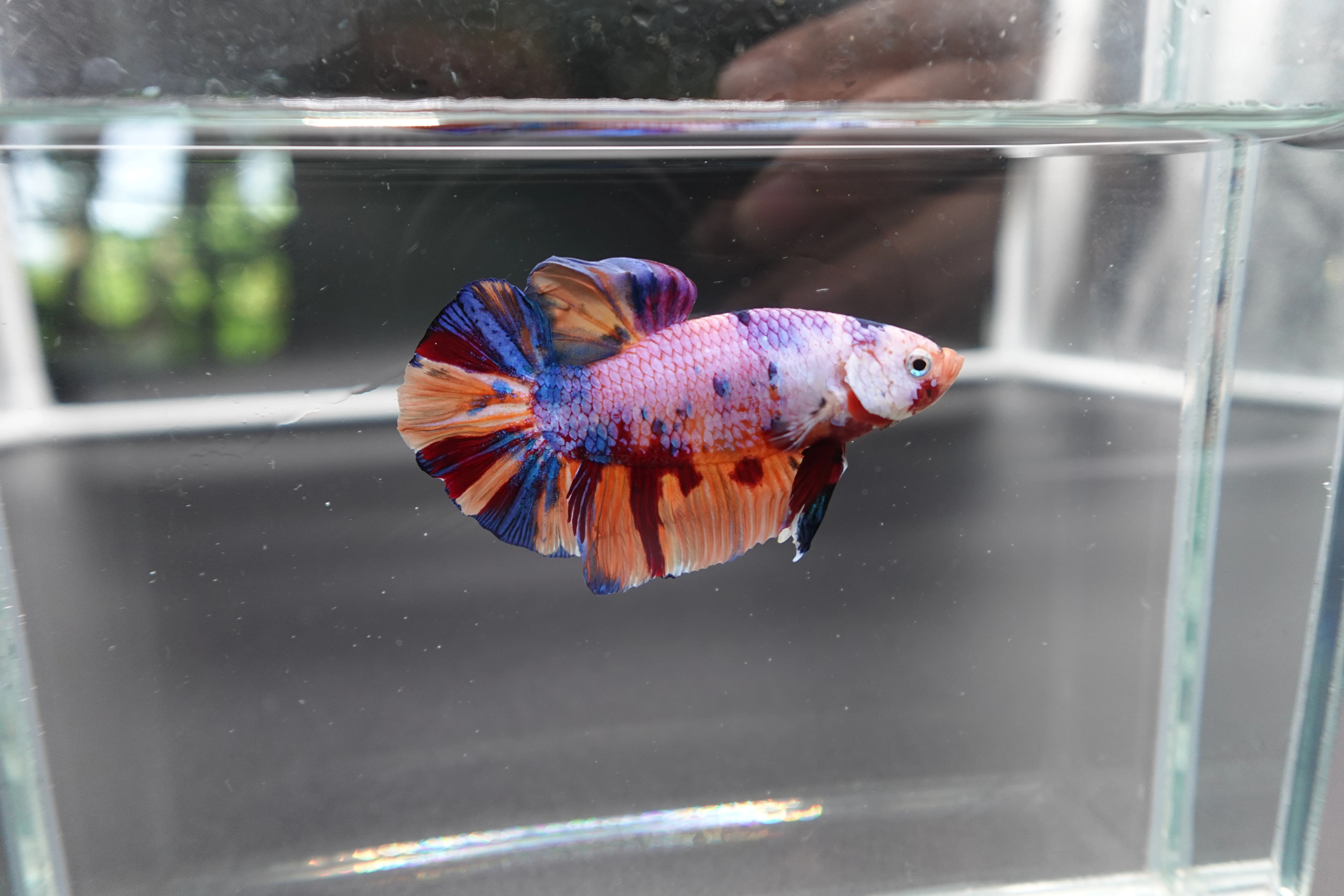 Rare Giant Multicolors Betta Fish (Male) - Image 3