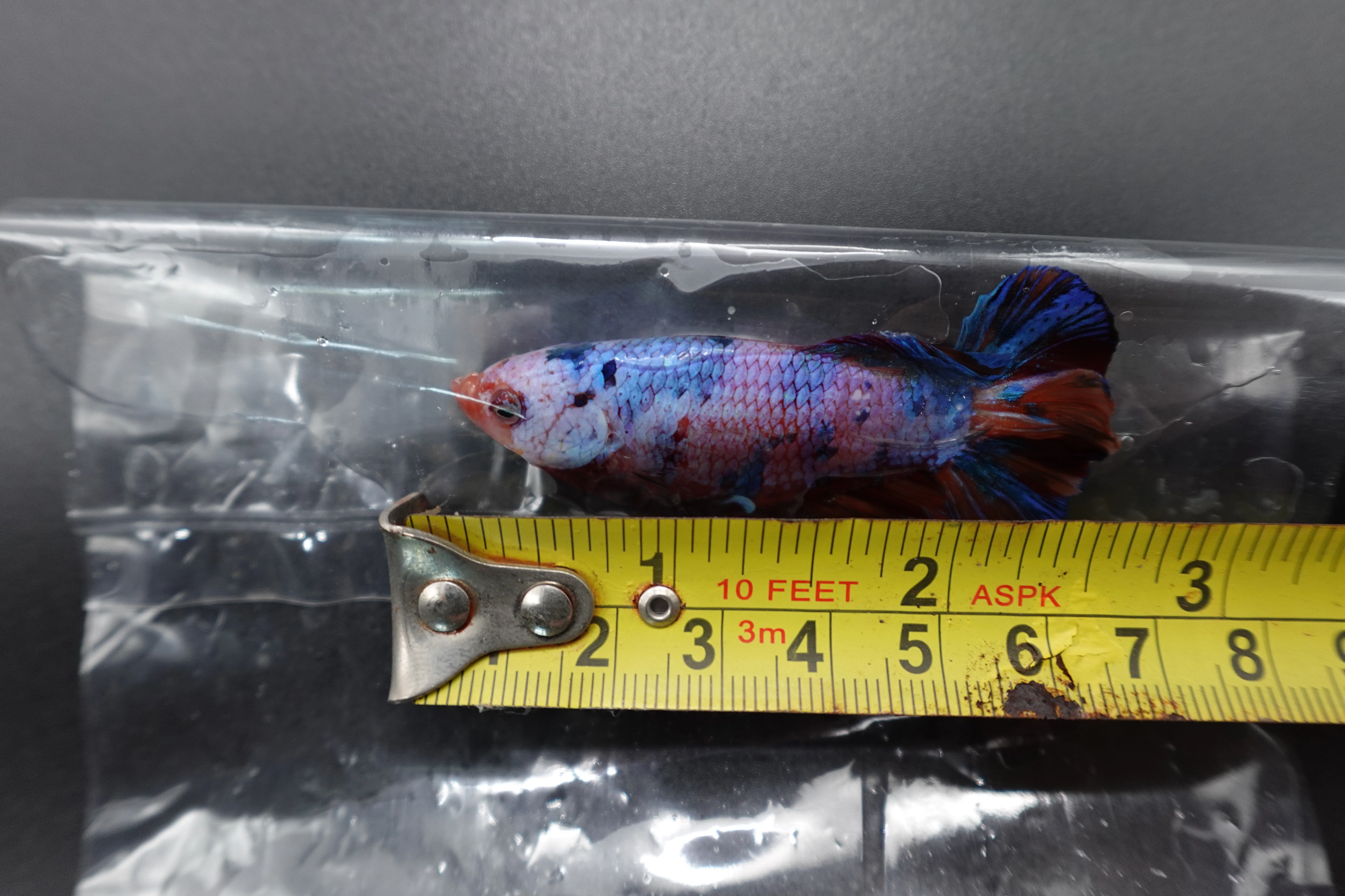 Rare Giant Multicolors Betta Fish (Male) - Image 4