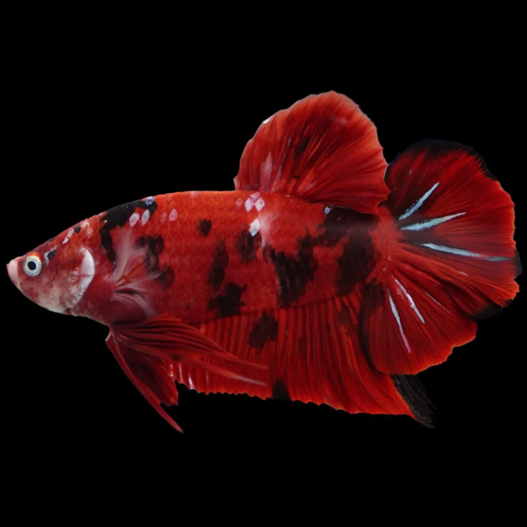 Rare Giant Multicolors Betta Fish (Male)
