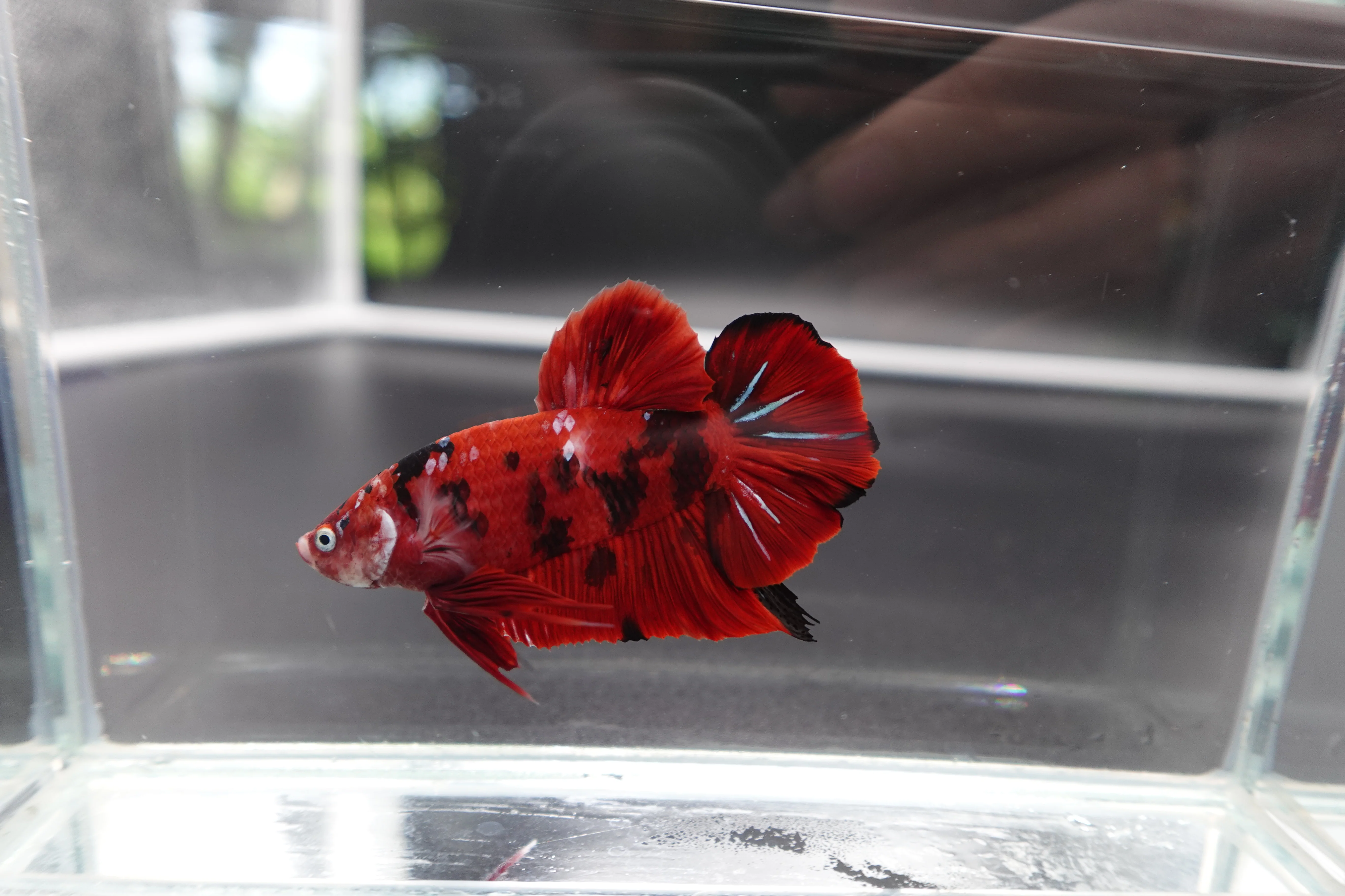 Rare Giant Multicolors Betta Fish (Male) - Image 2
