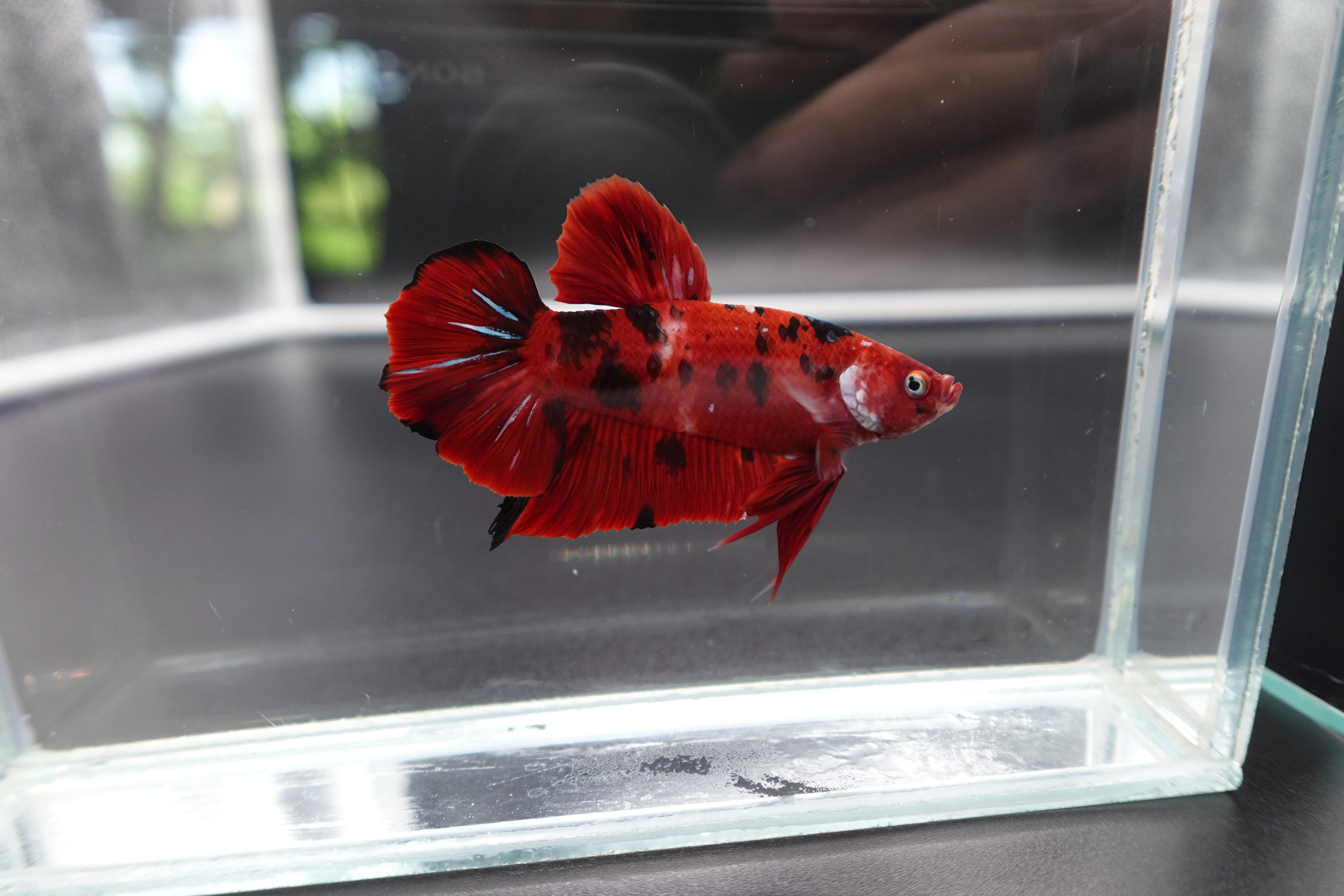 Rare Giant Multicolors Betta Fish (Male) - Image 3