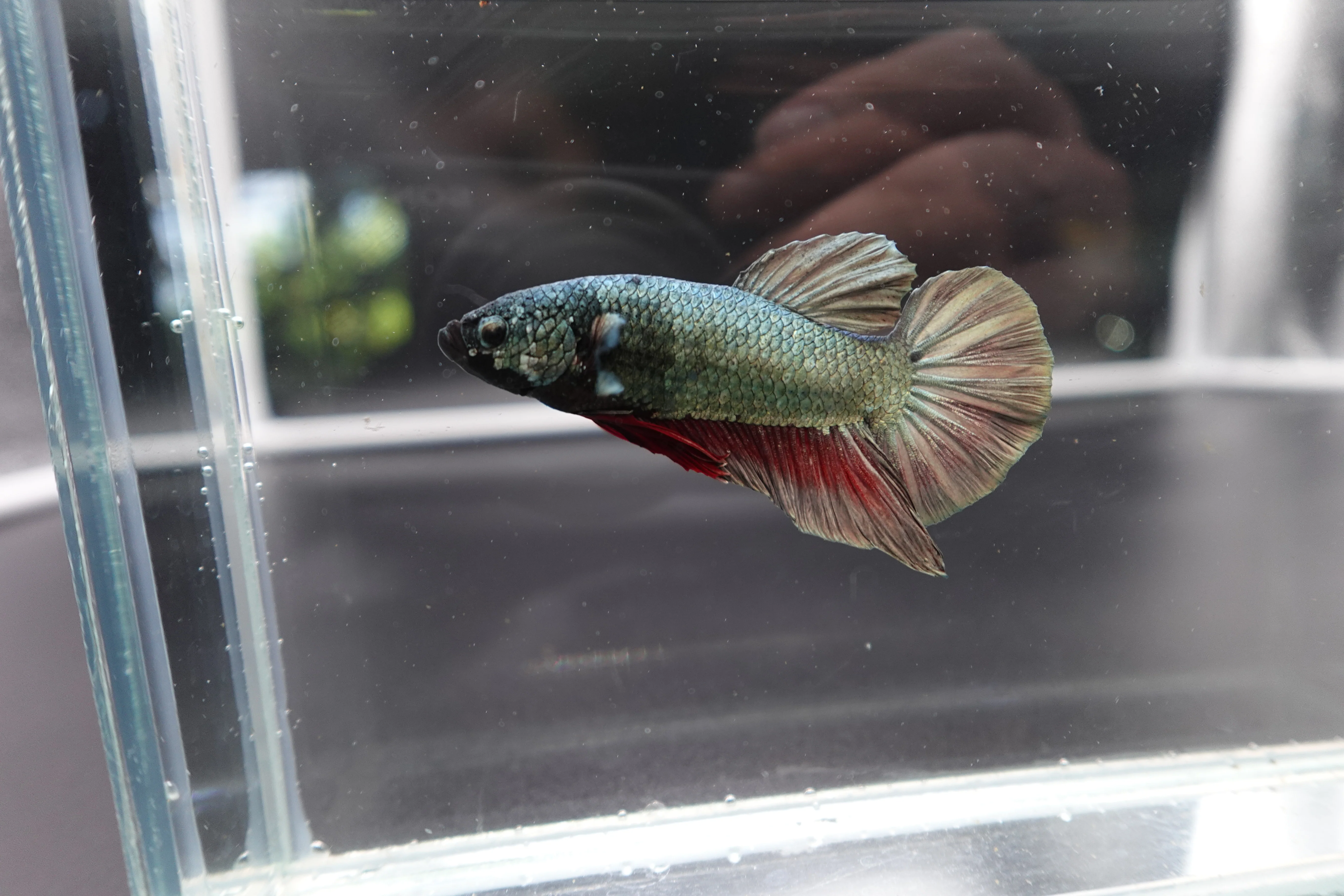 Rare Giant Multicolors Betta Fish (Male) - Image 2